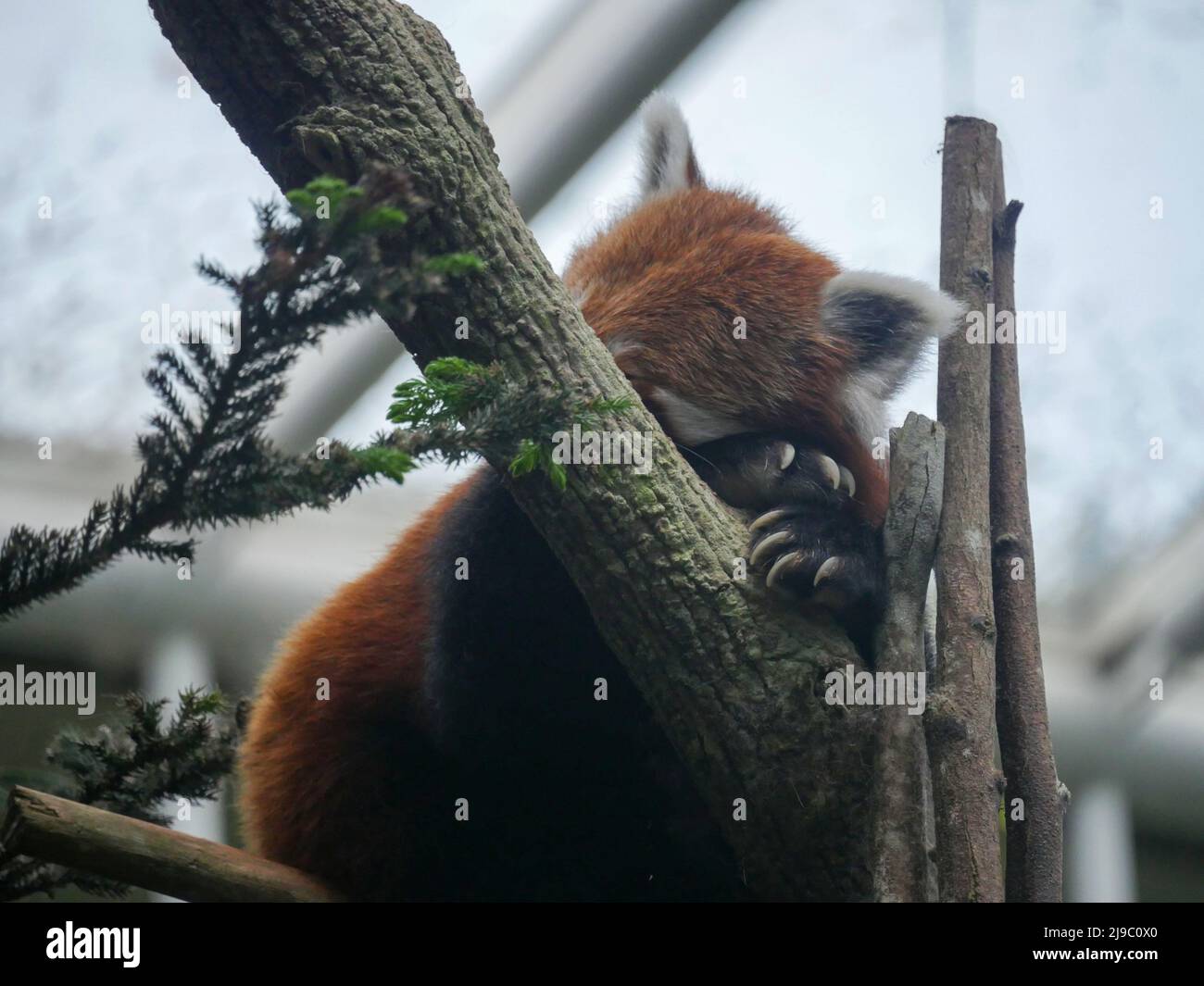 Panda rouge dormant sur l'arbre. Le panda rouge (Ailurus fulgens), également connu sous le nom de panda inférieur, est un petit mammifère originaire de l'est de l'Himalaya et du sou Banque D'Images