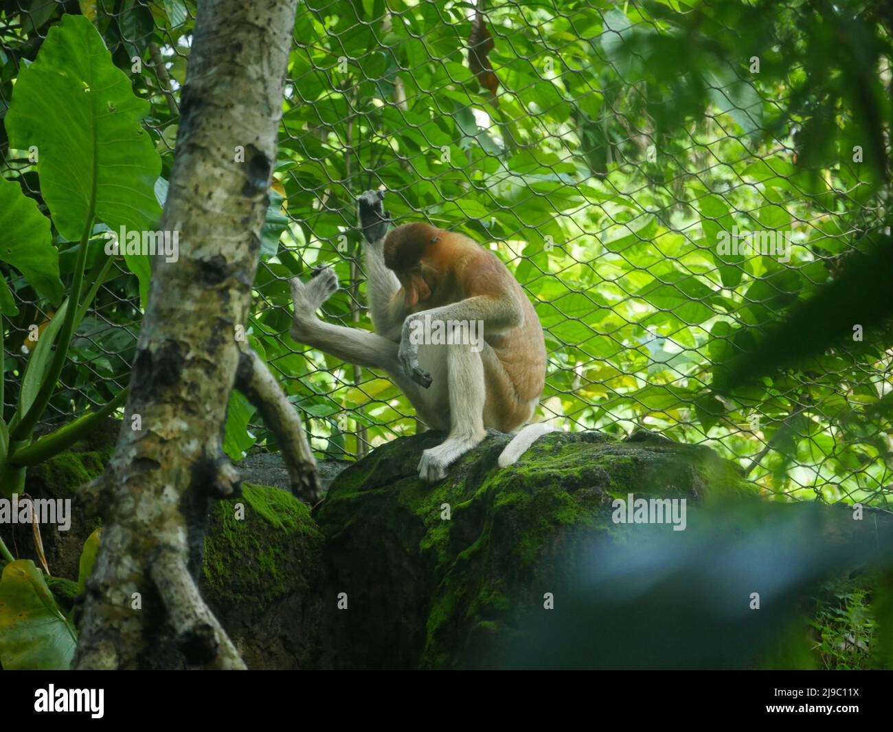 Singe proboscis de bébé : le singe proboscis (Nasalis larvatus) ou singe à long nez est un singe arboricole du Vieux monde avec un nez exceptionnellement grand, un r Banque D'Images