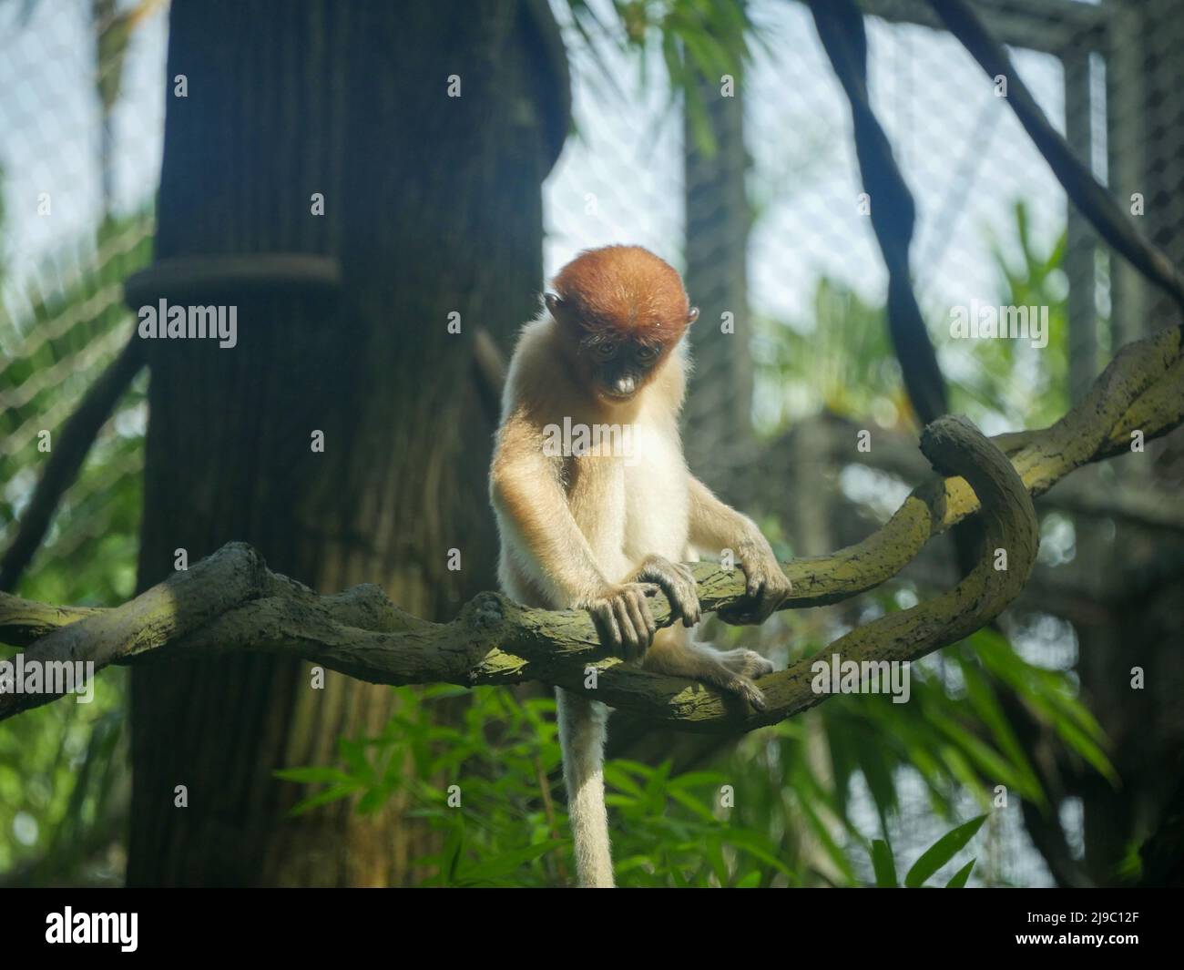 Singe proboscis de bébé : le singe proboscis (Nasalis larvatus) ou singe à long nez est un singe arboricole du Vieux monde avec un nez exceptionnellement grand, un r Banque D'Images