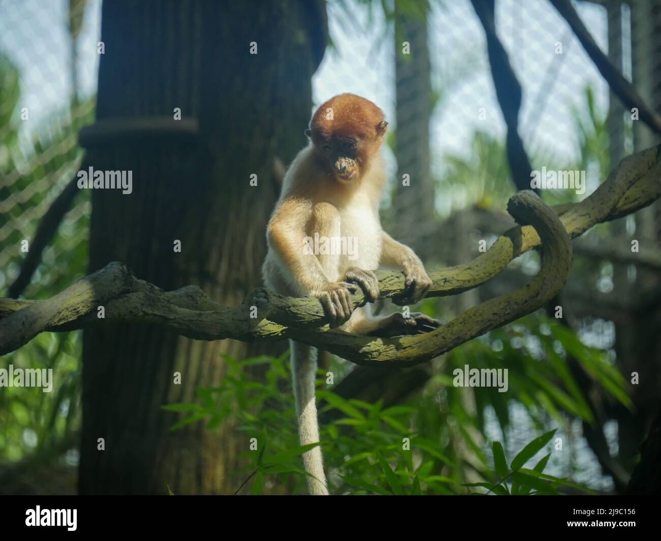Singe proboscis de bébé : le singe proboscis (Nasalis larvatus) ou singe à long nez est un singe arboricole du Vieux monde avec un nez exceptionnellement grand, un r Banque D'Images