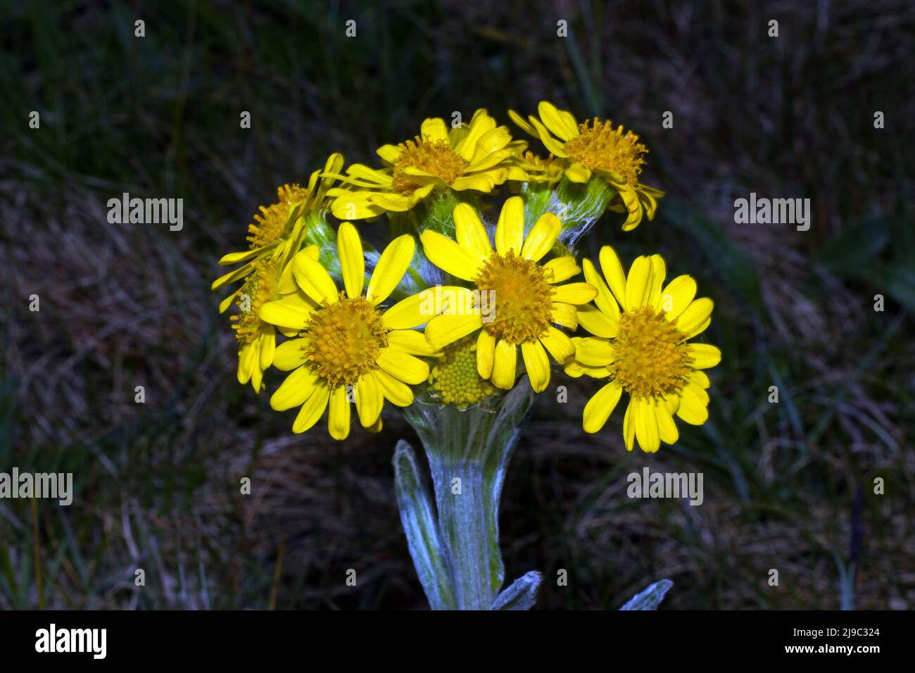 Tephroseris integrifolia subsp. Maritima (South Stack Fleawort) est endémique à l'île de Holyhead, à côté d'Anglesey, principalement autour de South Stack. Banque D'Images