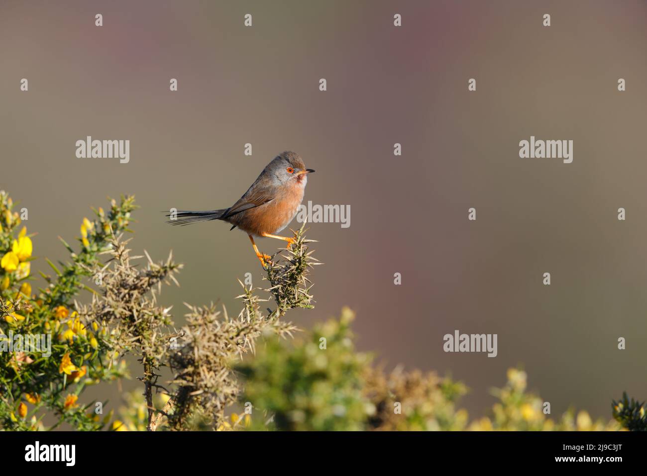 Une Paruline de Dartford (Curruca undata) femelle perchée sur une gorge au début du printemps au Royaume-Uni Banque D'Images