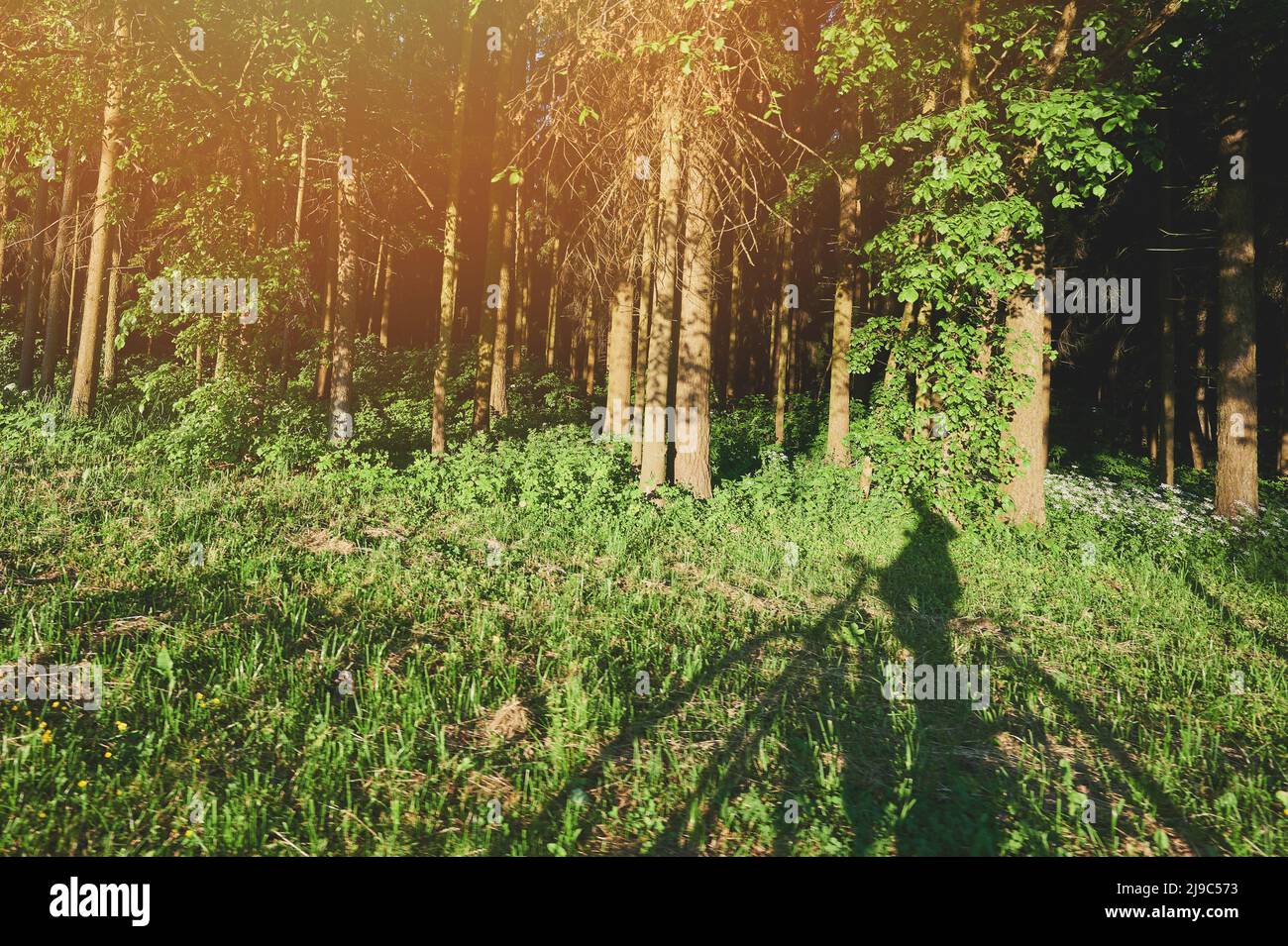 À l'ombre des hommes à vélo dans l'herbe verte et la forêt par jour ensoleillé Banque D'Images