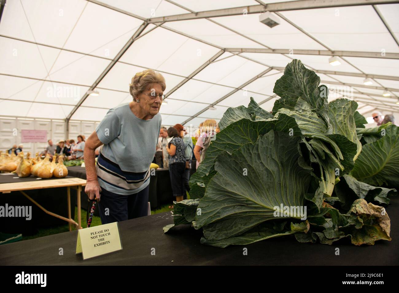 Une femme inspecte un énorme chou le premier jour du salon des fleurs de Harrogate d'automne au Newby Hall de Ripon en Angleterre. Banque D'Images