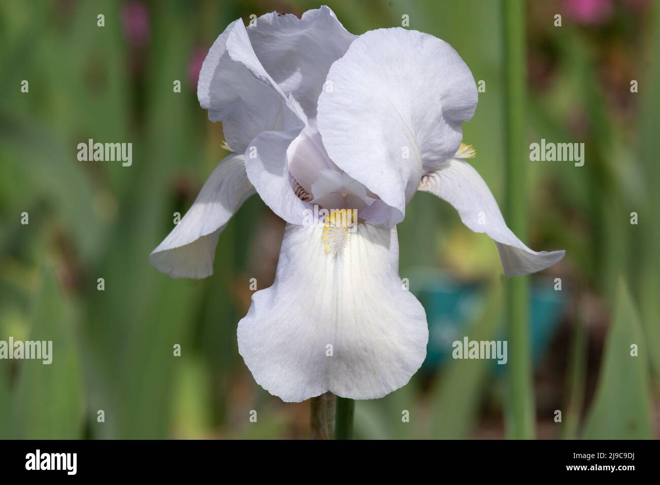 Iris 'Ville Blanche' Banque D'Images