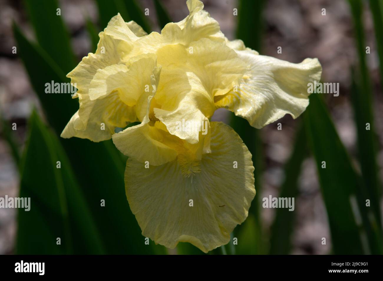 Iris 'Maui Moonlight Banque D'Images
