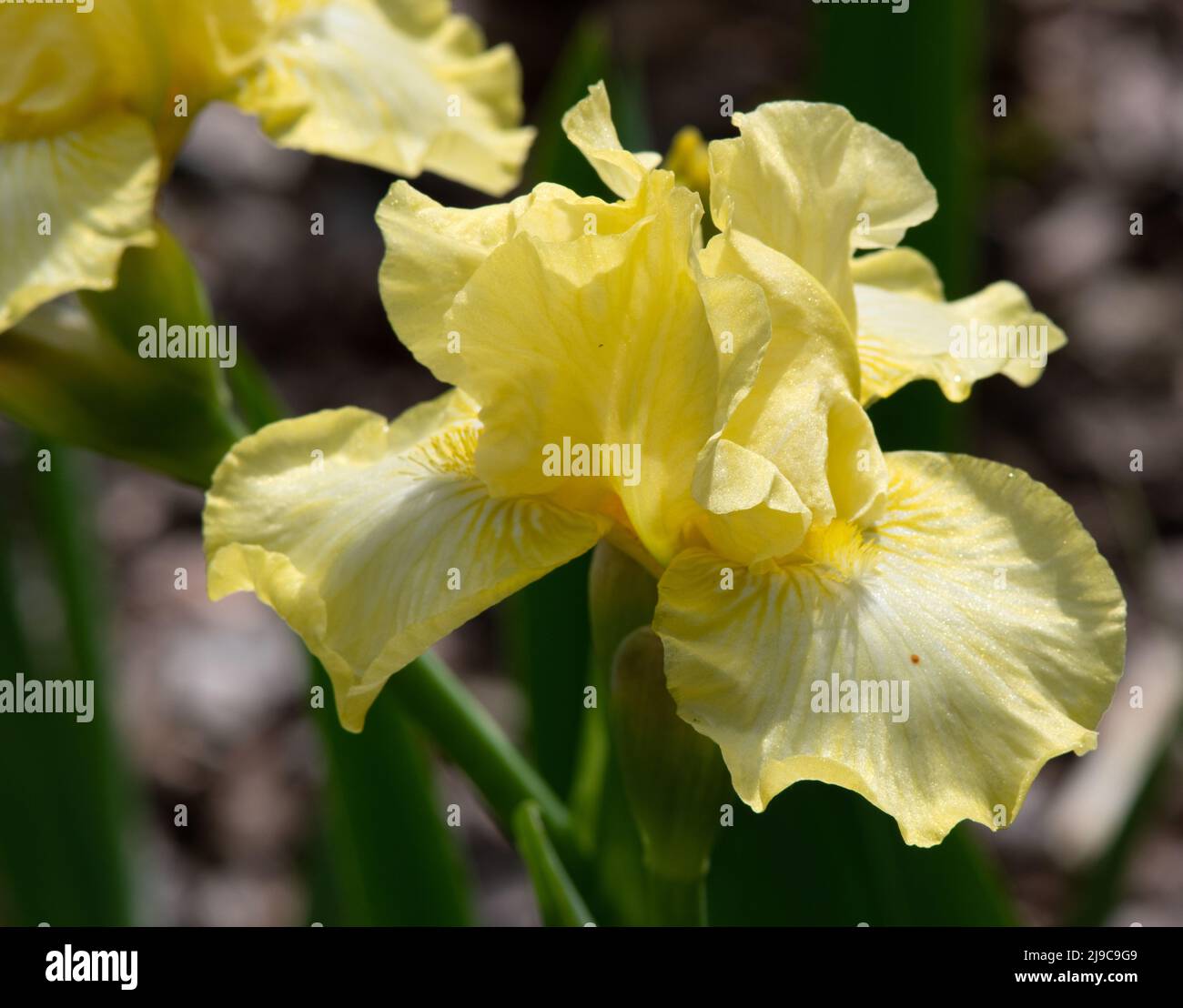 Iris 'Maui Moonlight Banque D'Images