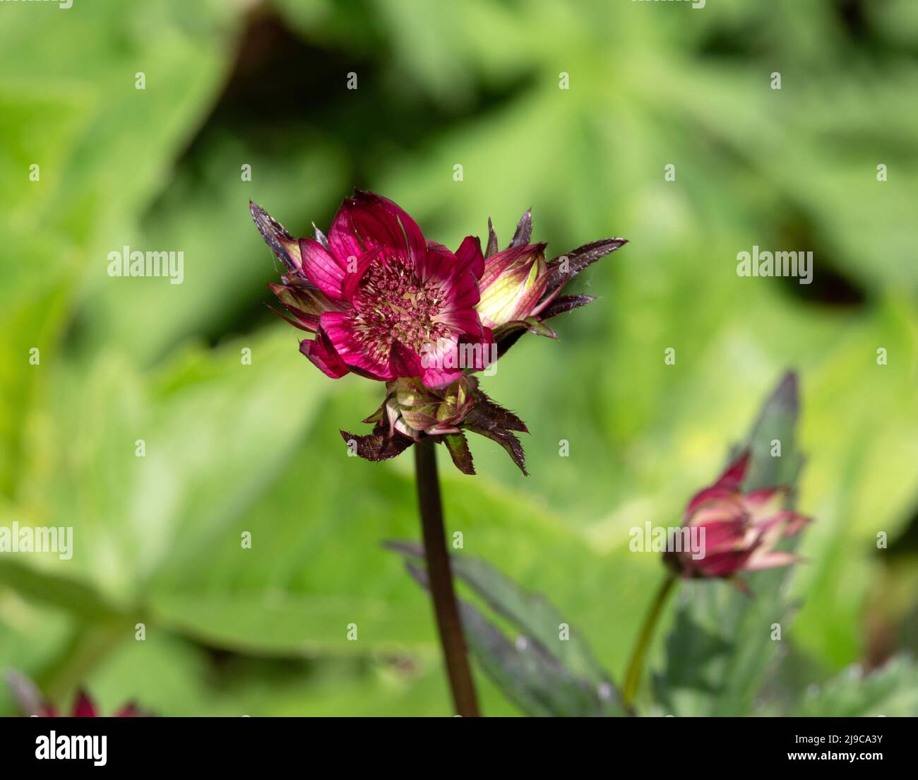 Astrantia « Ruby Star » Banque D'Images