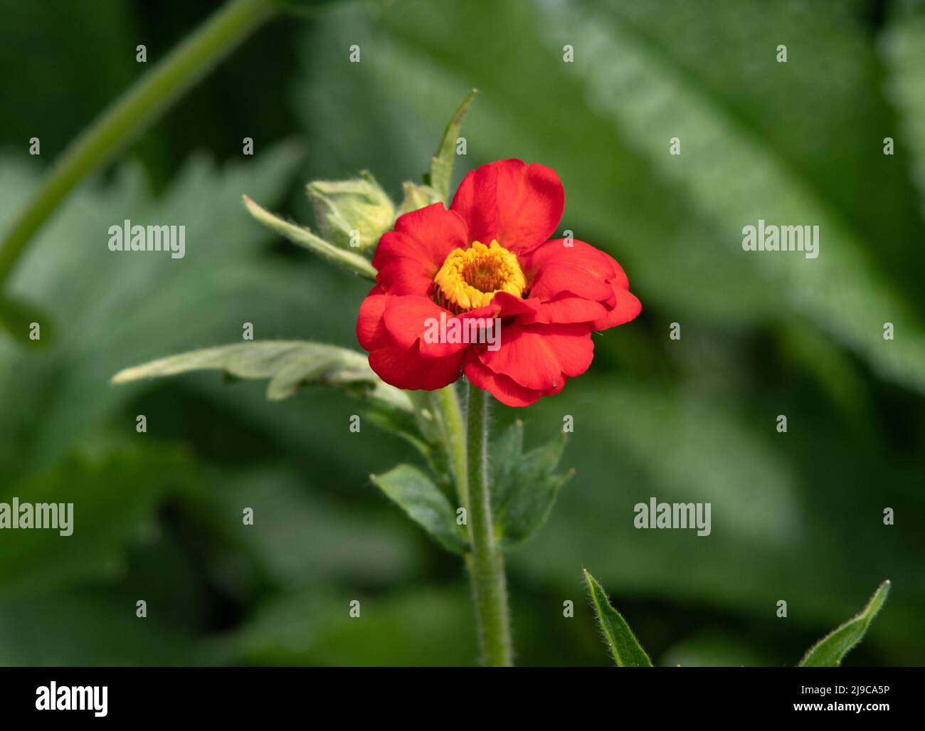 Ouverture de Geum chiloense 'Mrs Bradshaw' Banque D'Images