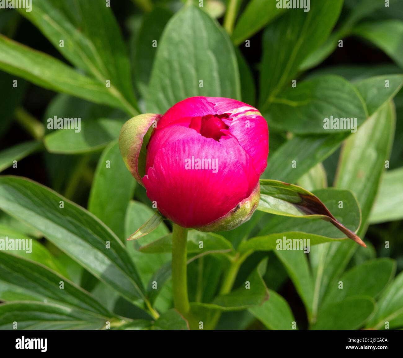 Paeonia officinalis 'rosea Plena' Banque D'Images