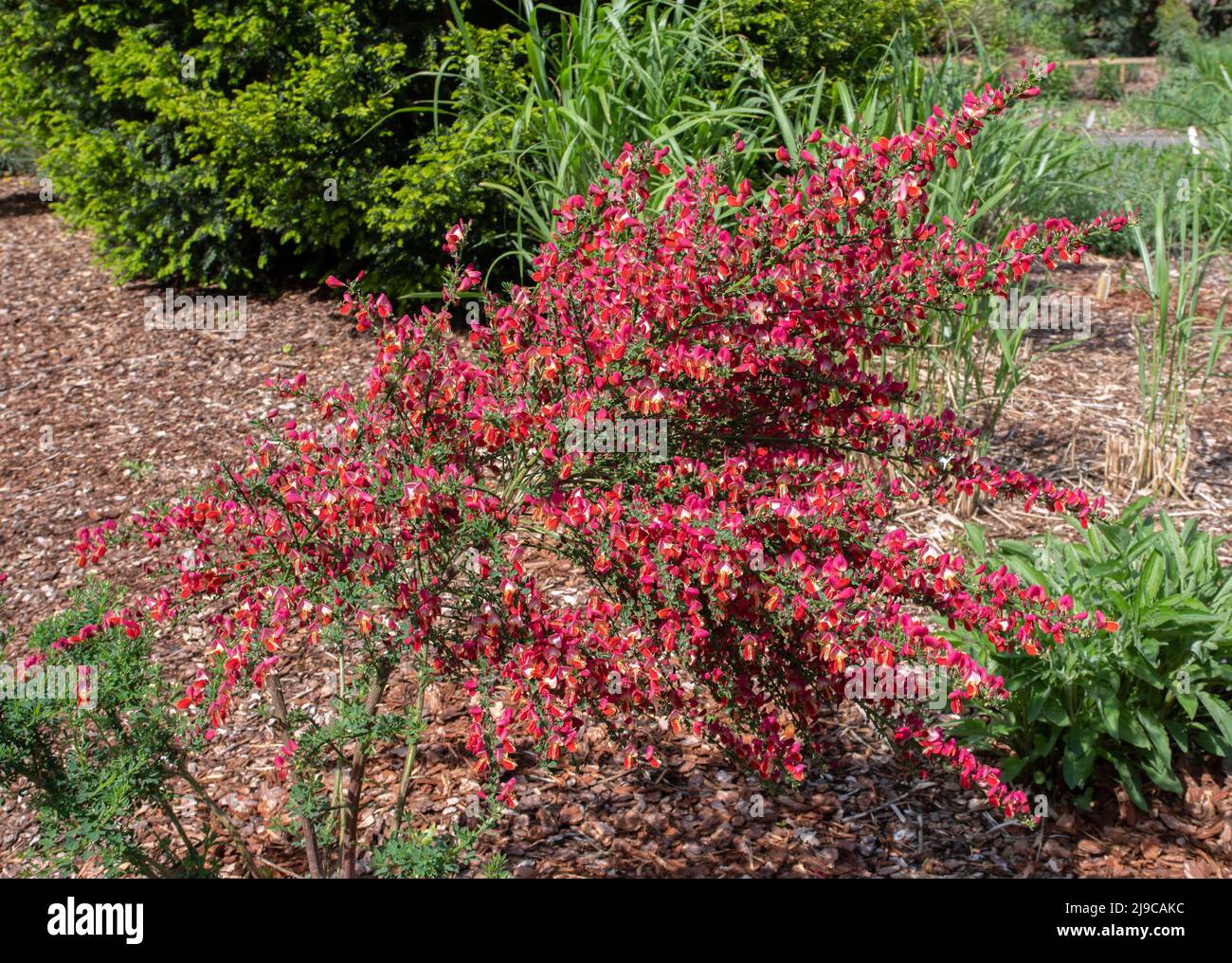 Cytisus « Lion rouge » Banque D'Images