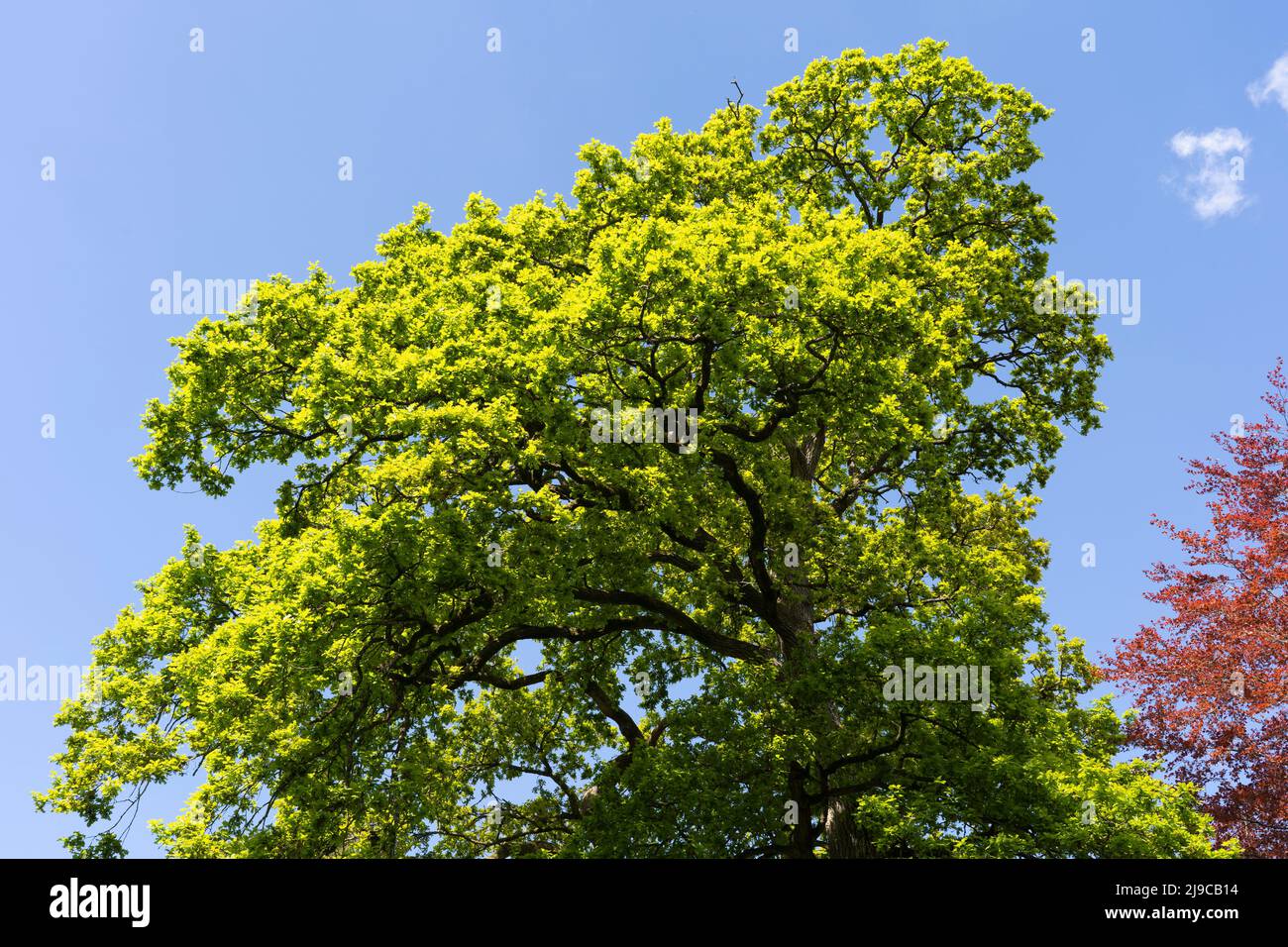 Feuilles vertes fraîches sur un chêne anglais (également connu sous le nom de chêne pédonculé et chêne commun, latin: Quercus robur) à la fin du printemps, mai, dans le centre de l'Angleterre Banque D'Images