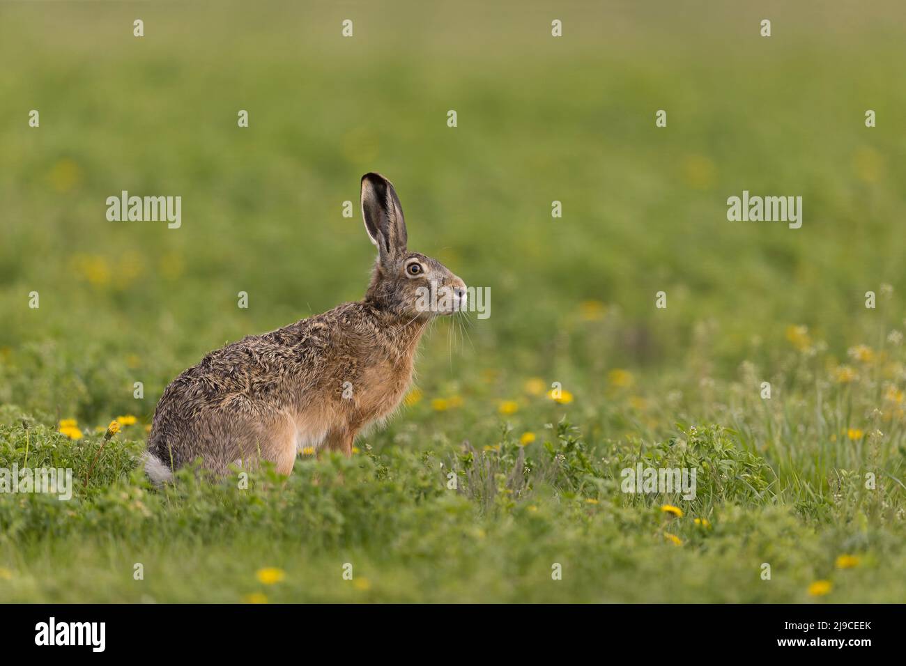 Lièvre européen (Lepus europeaus) adulte debout dans un pré, Hongrie, avril Banque D'Images