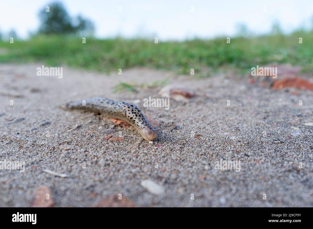 Limax maximus, littéralement, 'la plus grande escargot', connu par les noms communs grand escargot gris et escargot de léopard, sur le sable Banque D'Images