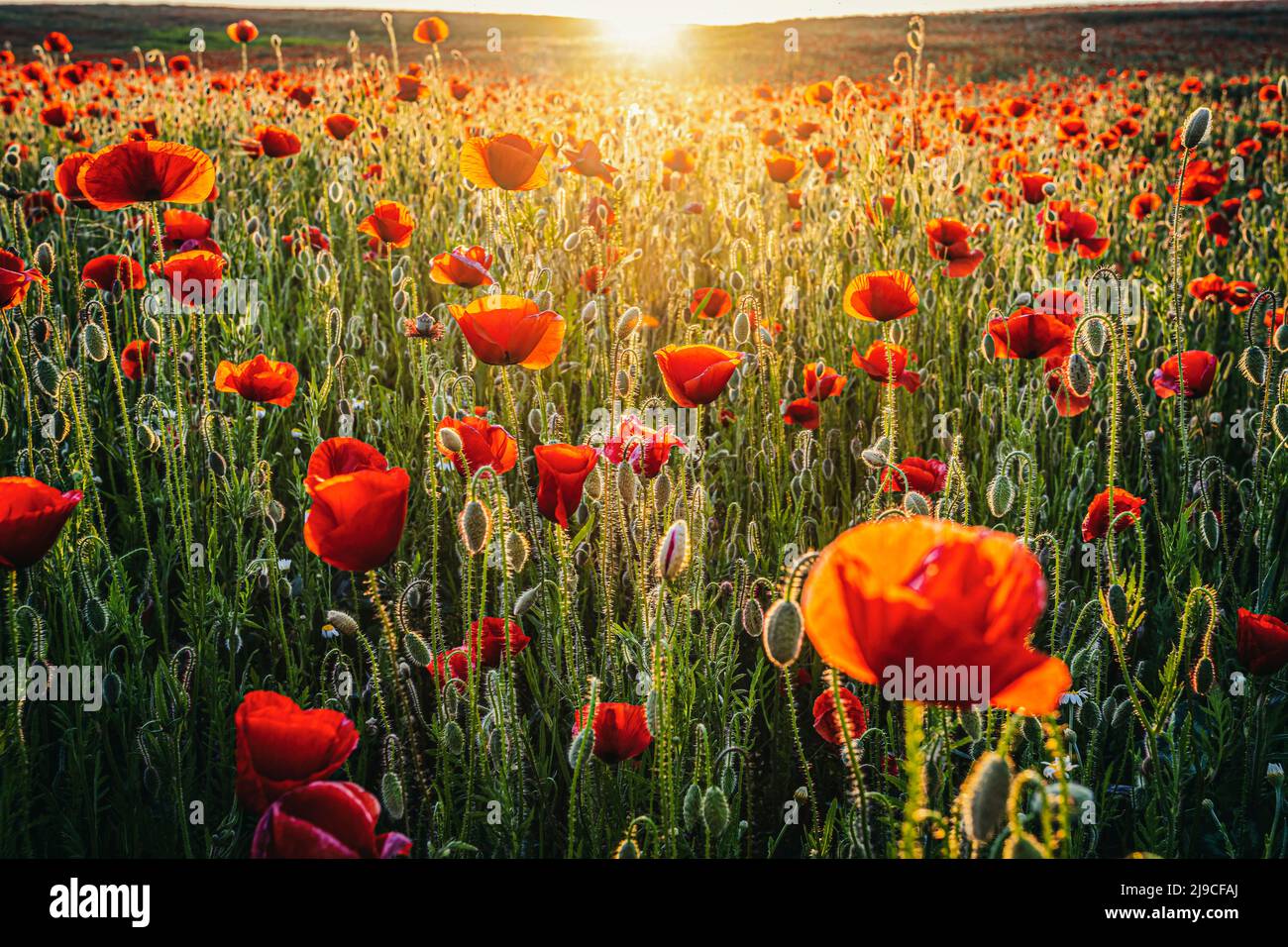 Soleil sur un immense champ de coquelicots rouges (Papaver rhoeas). Photo prise en 15th de mai 2022, sur un champ près de Timisoara, comté de Timis, Roumanie. Banque D'Images