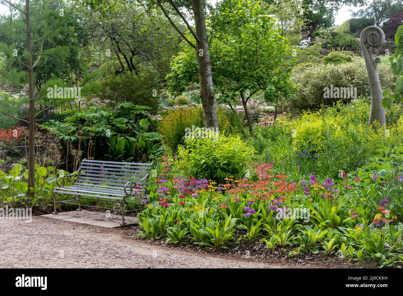 RHS Wisley Garden View, la région d'Oakwood ou le jardin sauvage en mai ou fin de printemps, Surrey, Angleterre, Royaume-Uni, avec des hybrides Primula candelabra Banque D'Images