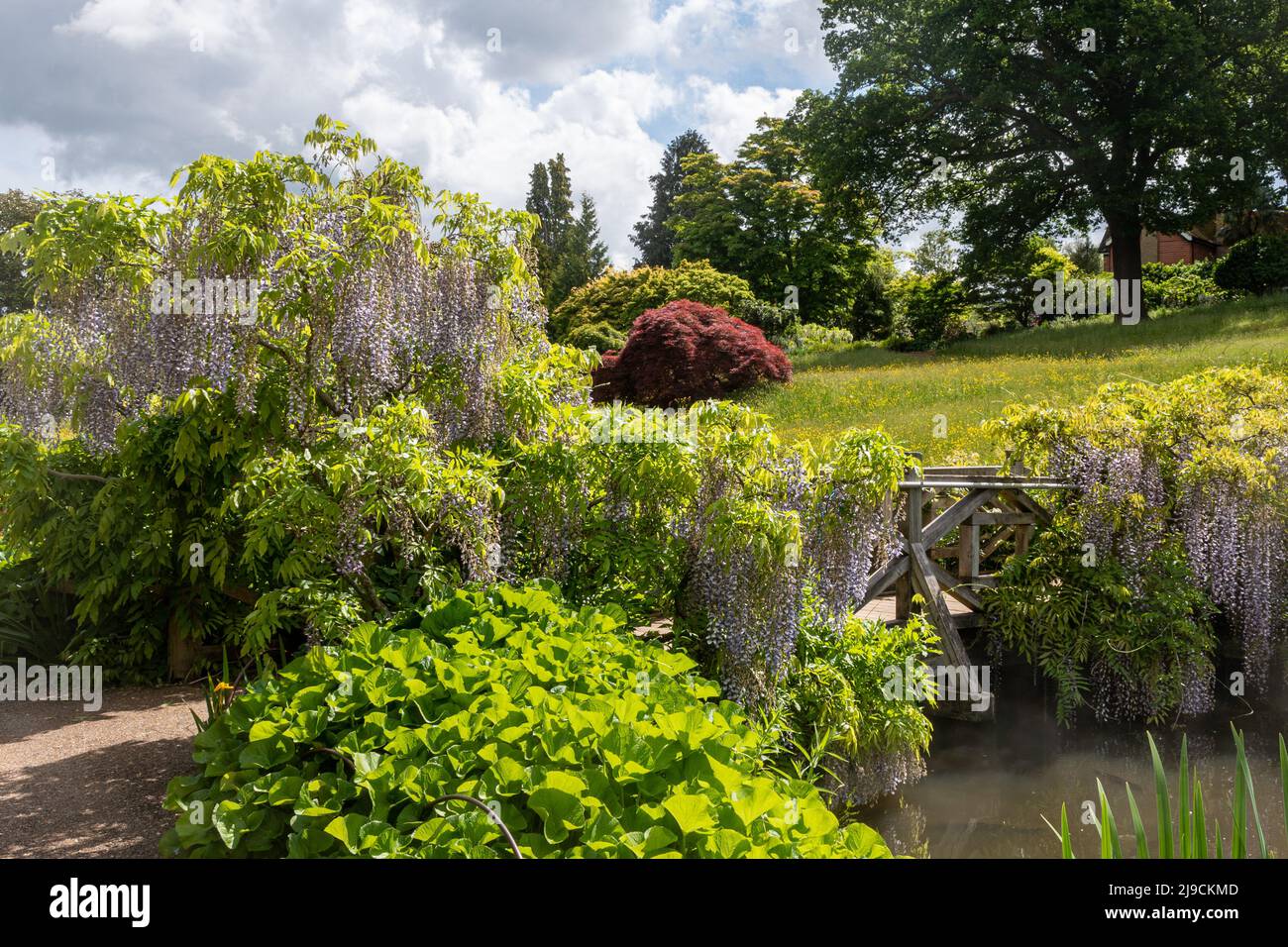 RHS Wisley Garden, vue sur le Rock Garden en mai ou à la fin du printemps, Surrey, Angleterre, Royaume-Uni, avec sa glycine Banque D'Images