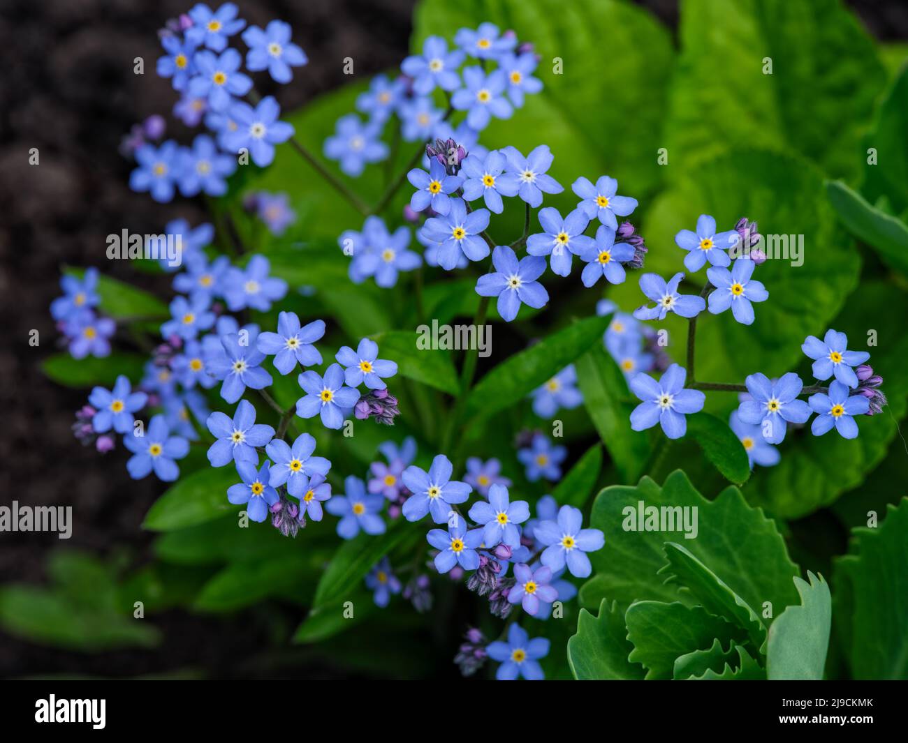 Gros plan d'une fleur bleue Forget-me-Not. Banque D'Images
