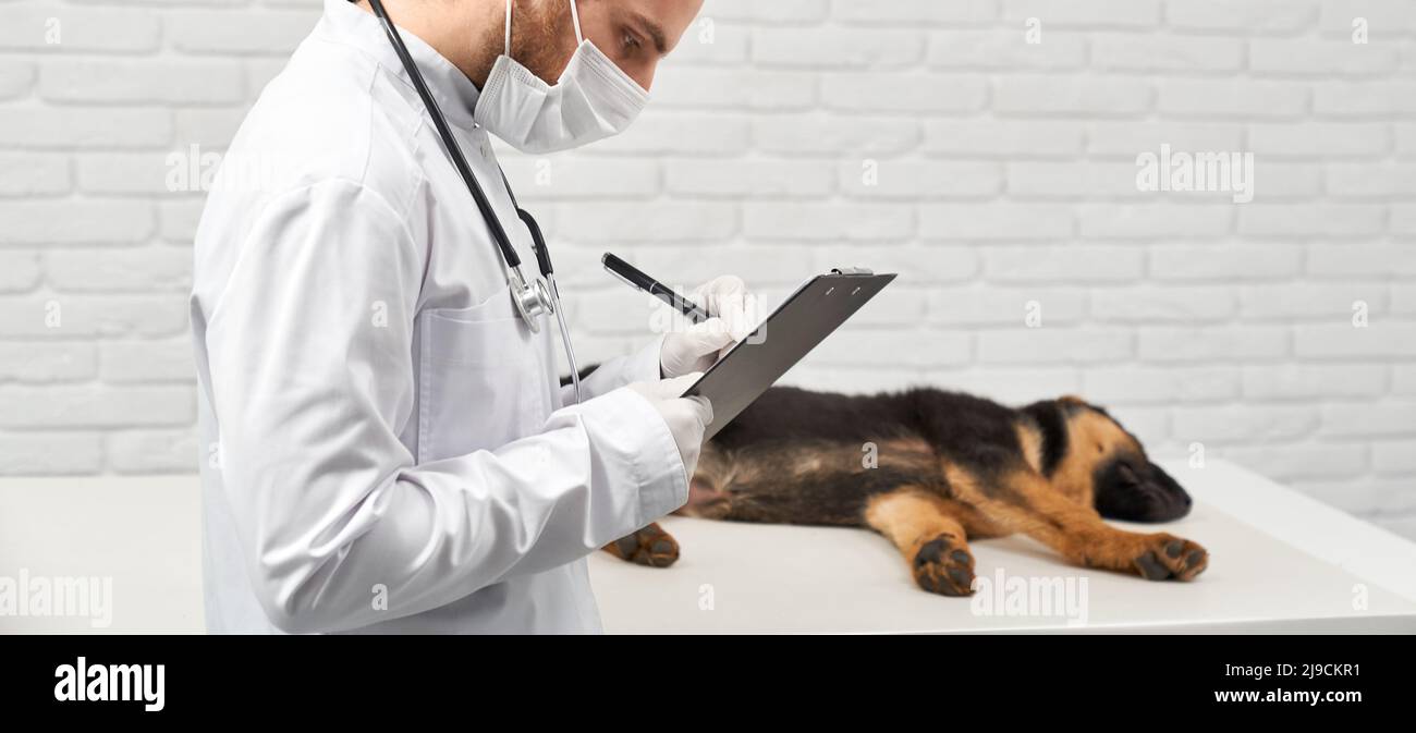 Vue latérale de l'employé médical en laboratoire masque de manteau et gants notant les résultats de l'examen pedigree chien. Récolte de vétérinaire avec des notes près de la table avec chien endormi. Concept de procédure d'examen vétérinaire. Banque D'Images