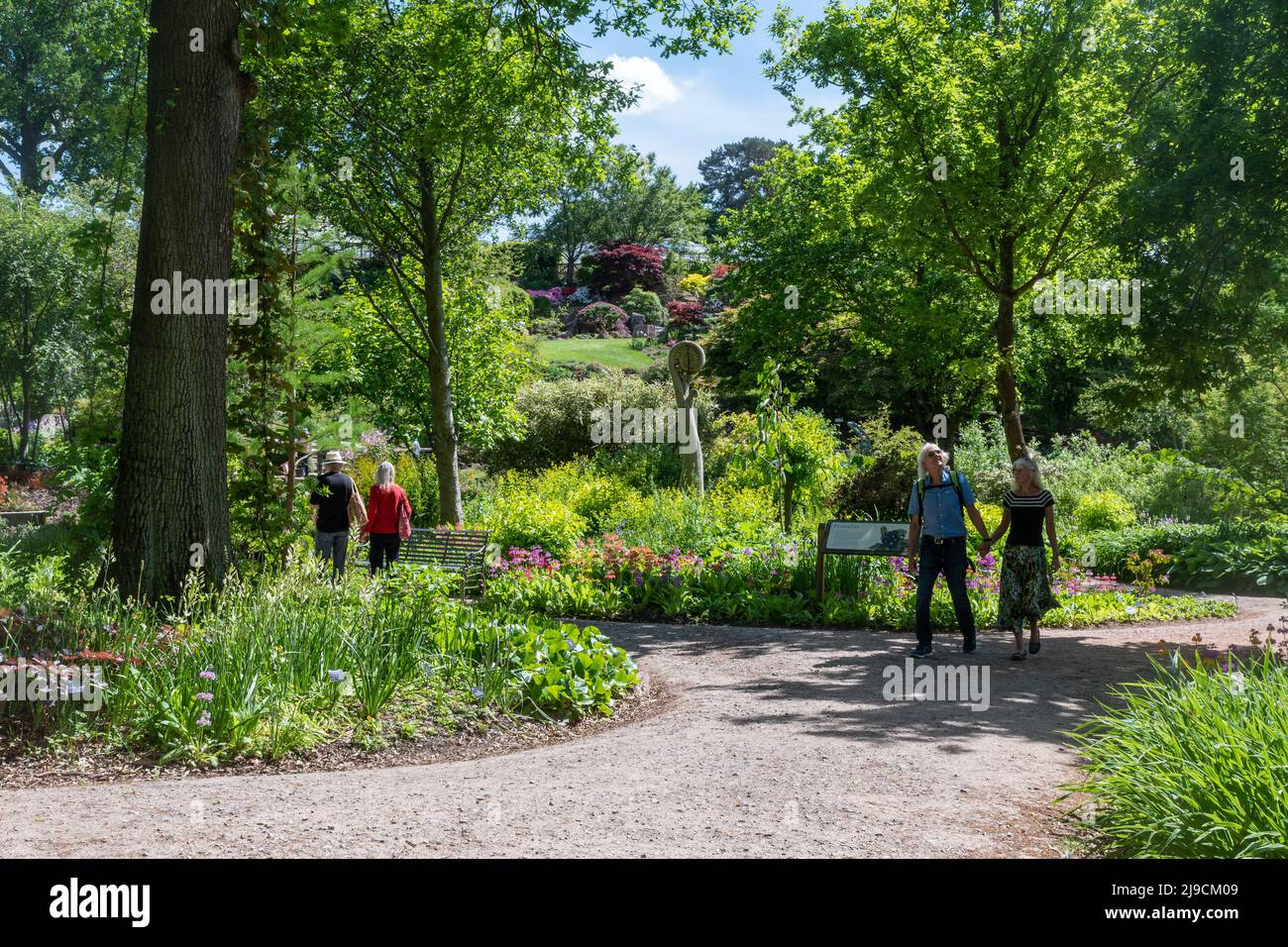 RHS Wisley Garden View, la région d'Oakwood ou le jardin sauvage en mai ou à la fin du printemps, Surrey, Angleterre, Royaume-Uni Banque D'Images