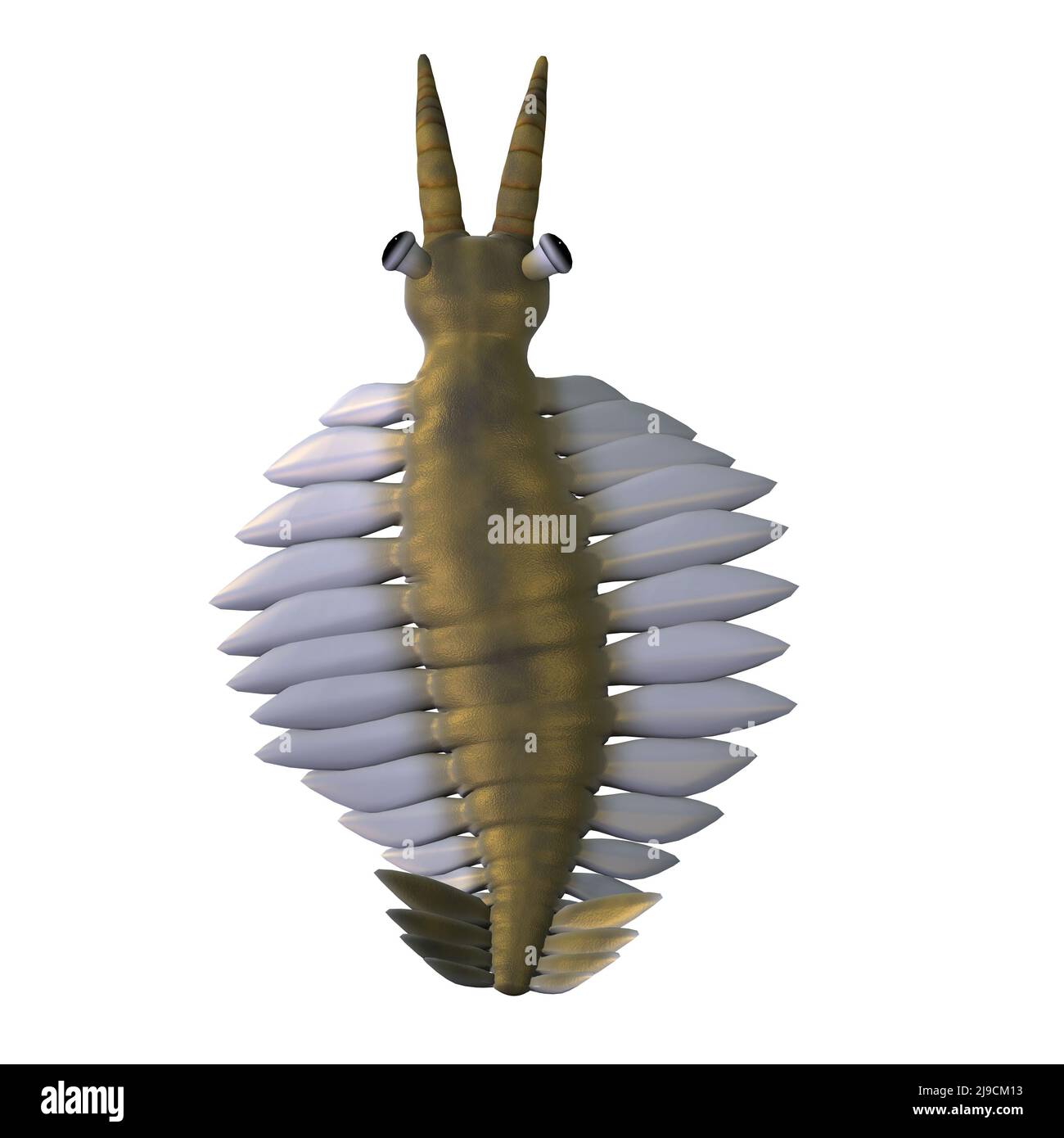 Anomalocaris était un animal prédateur à arthropodes qui vivait dans les mers de l'âge cambrien de la Colombie-Britannique. Banque D'Images