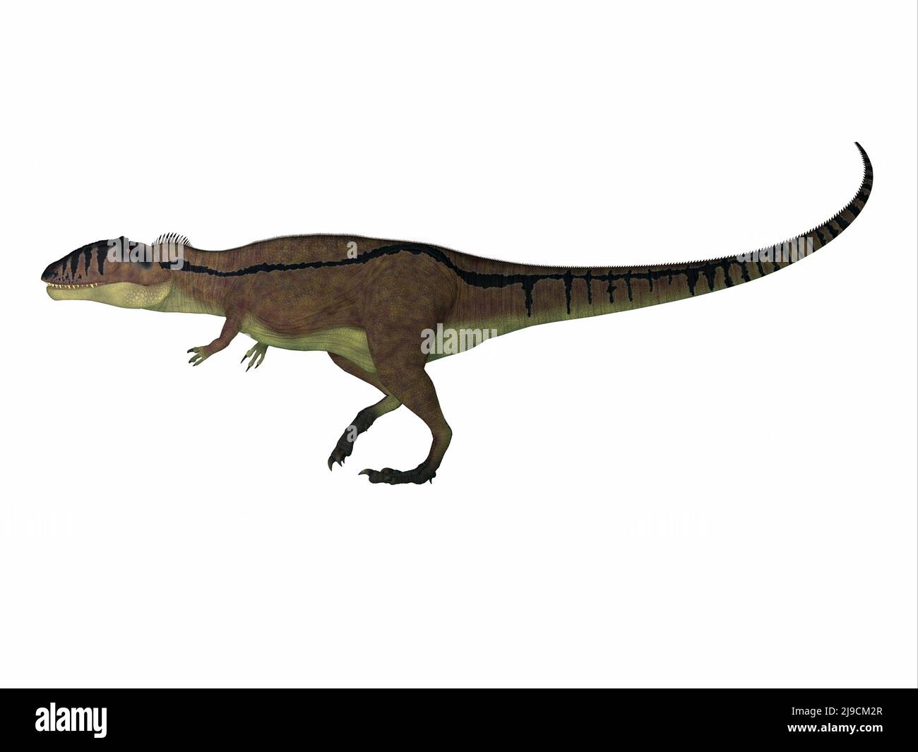 Carcharodontosaurus était un dinosaure théropode prédateur au Sahara, en Afrique, pendant la période du Crétacé. Banque D'Images