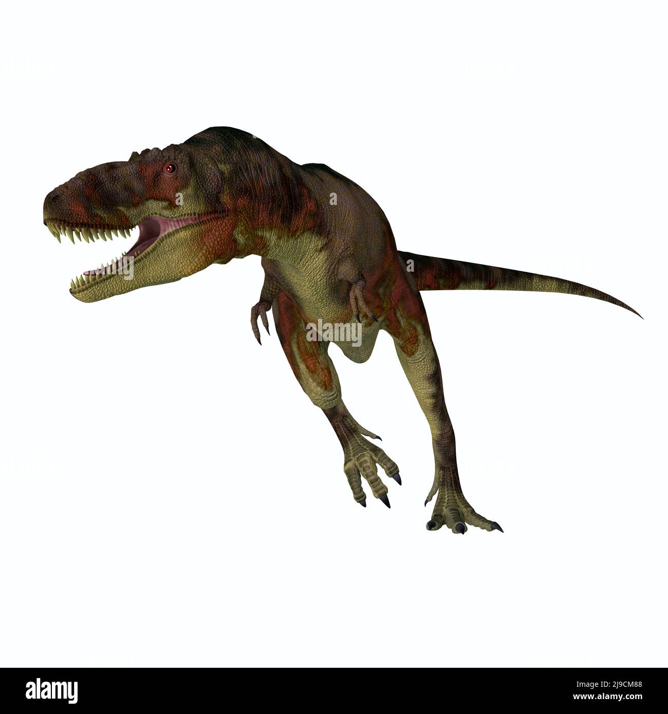 Le Daspletosaurus était un dinosaure théropode carnivore qui vivait en Amérique du Nord pendant la période du Crétacé. Banque D'Images