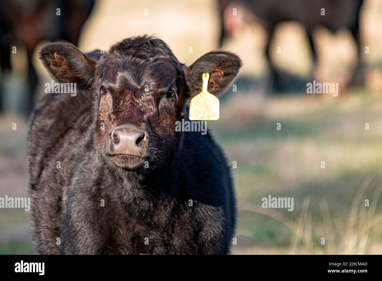 Jeune veau Angus noir avec étiquette jaune - gros plan. Banque D'Images