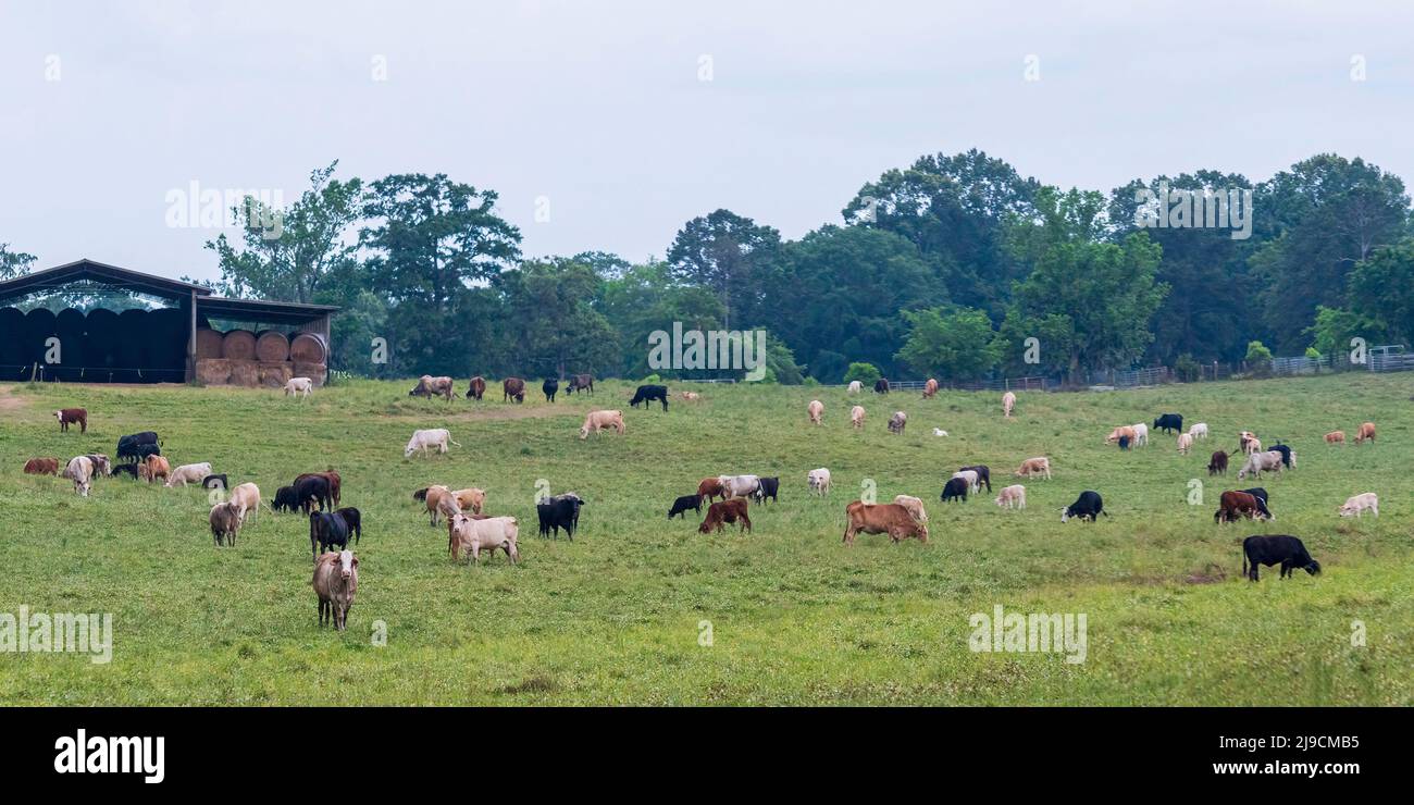Troupeau de bovins de race mixte dans un pâturage de printemps avec une grange à mât contenant des balles rondes de foin en arrière-plan. Banque D'Images