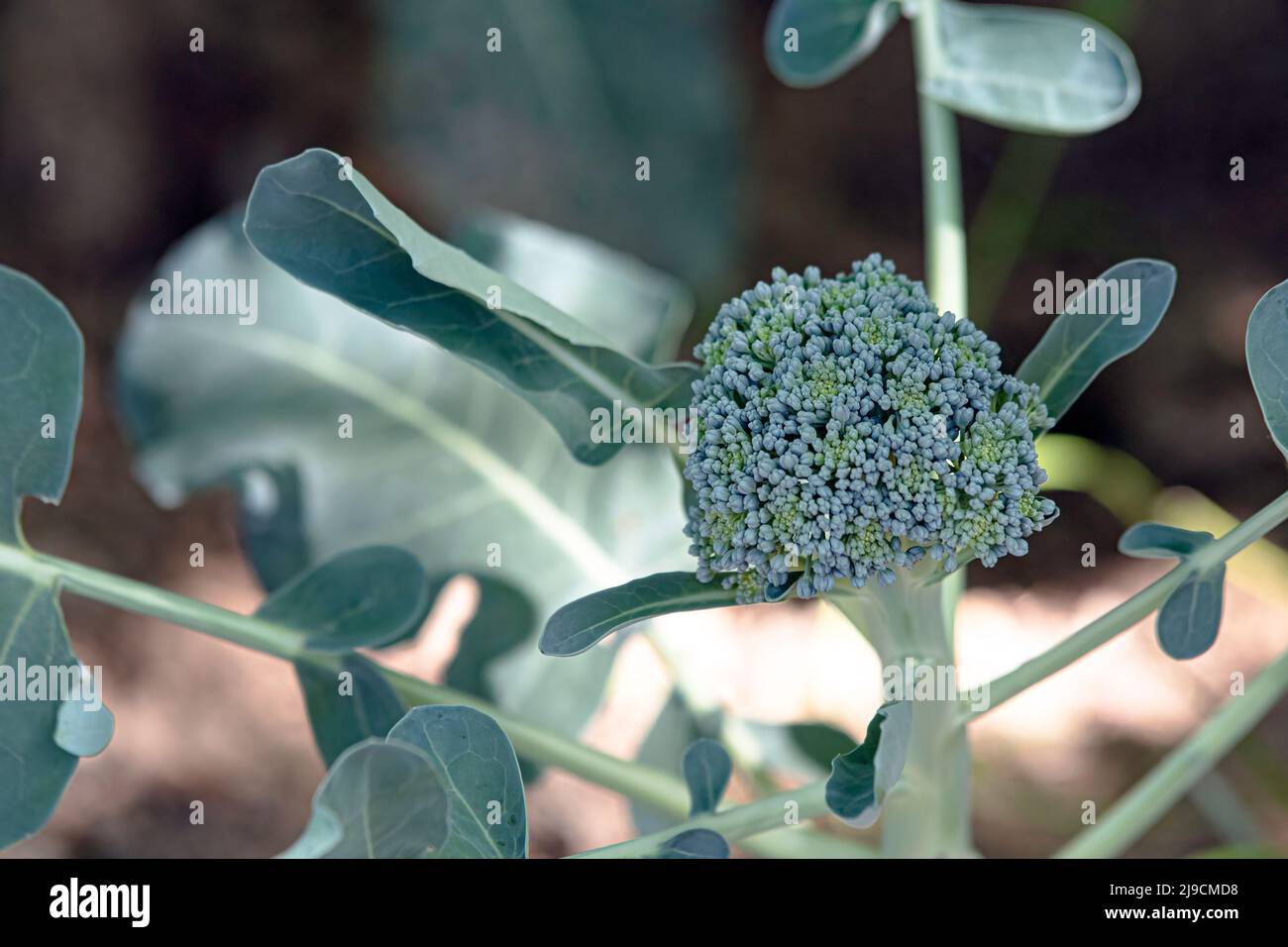 Gros plan d'une plante saine de brocoli (Brassica oleracea var. Italica) dans un jardin. Banque D'Images