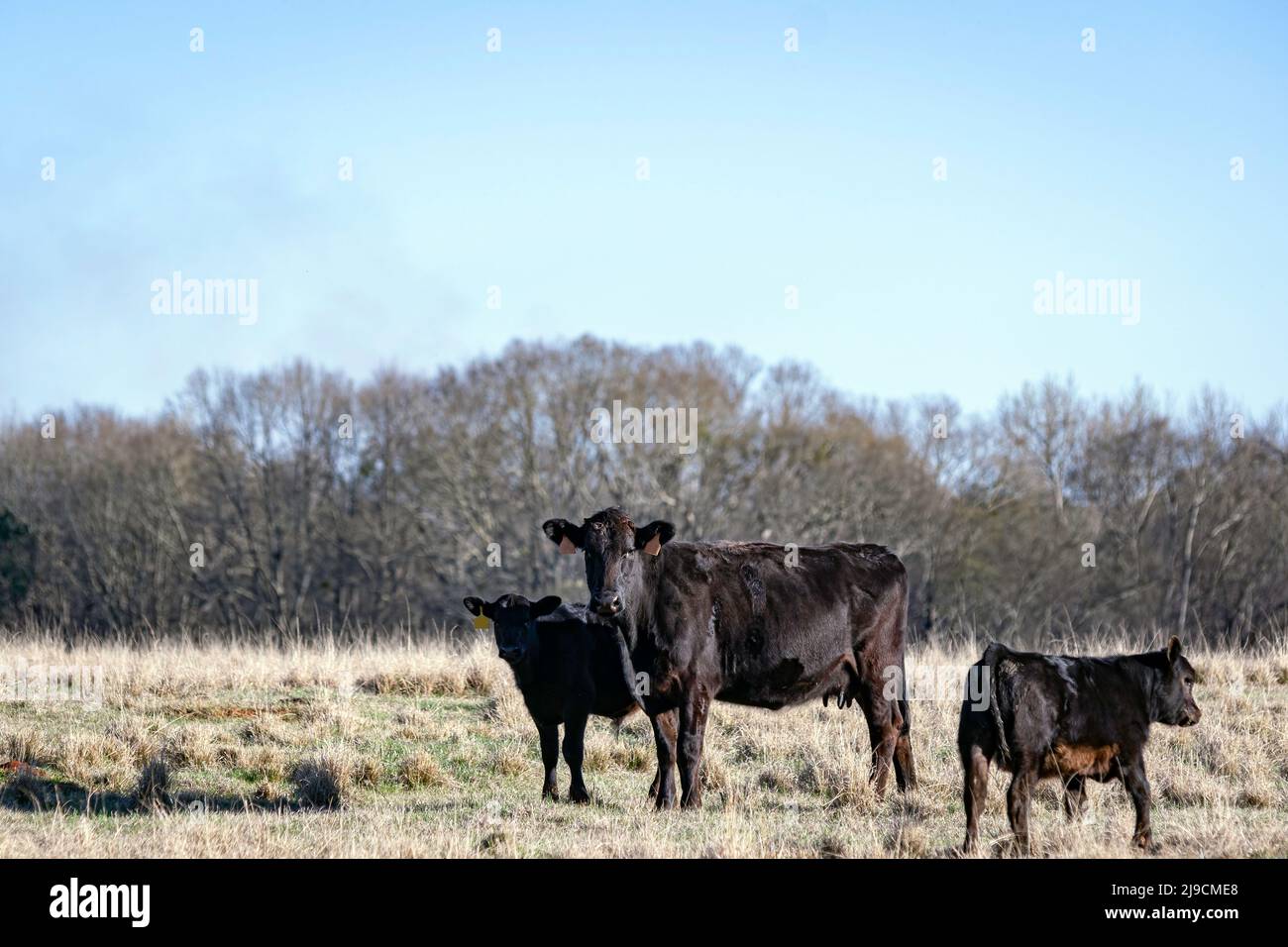 Vache de couvain Angus avec deux veaux dans un pâturage d'hiver dans le sud-est des États-Unis. Banque D'Images