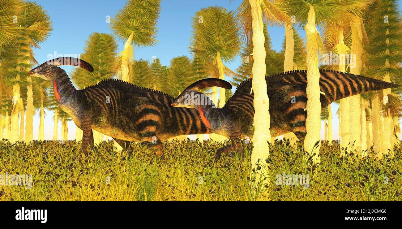 Deux dinosaures herbivores Parasaurolophus Hadrosaur traversent une forêt de Cycad pendant la période du Crétacé. Banque D'Images