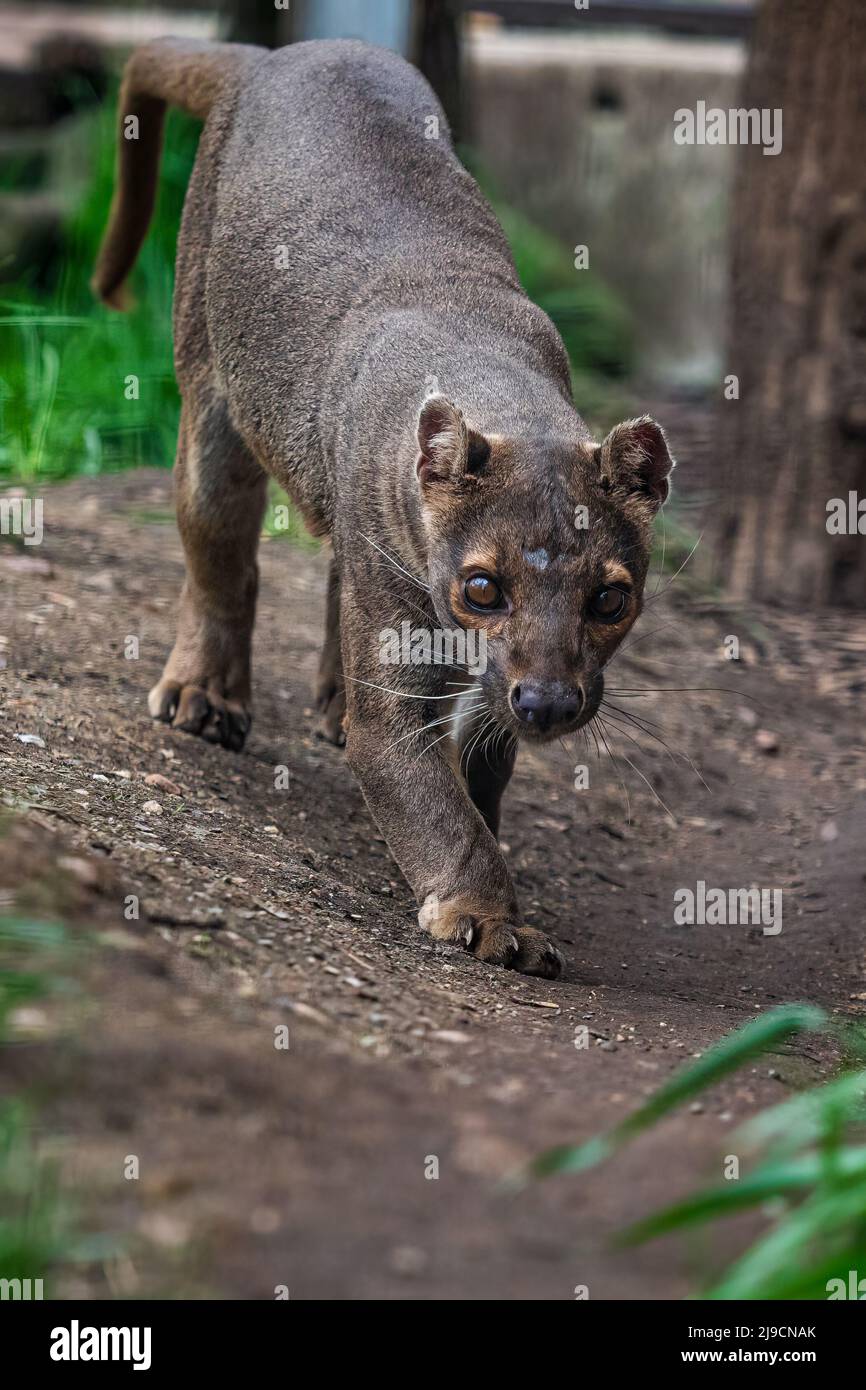 Fossa endémique de Madagascar qui tourne sur le chemin, Cryptoprocta ferox Banque D'Images