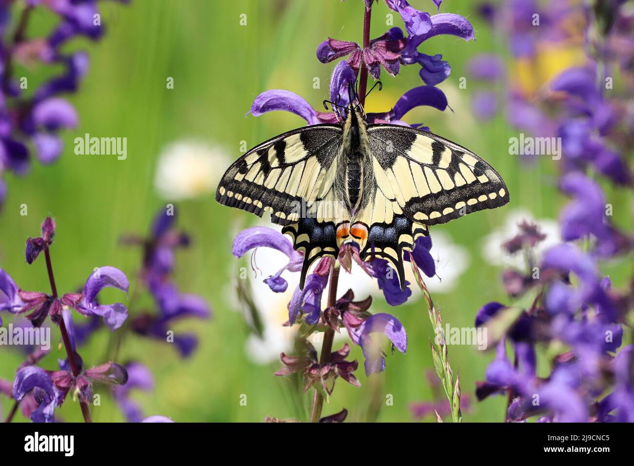 un papillon à queue d'allowtail reposant sur des fleurs violettes dans la nature Banque D'Images