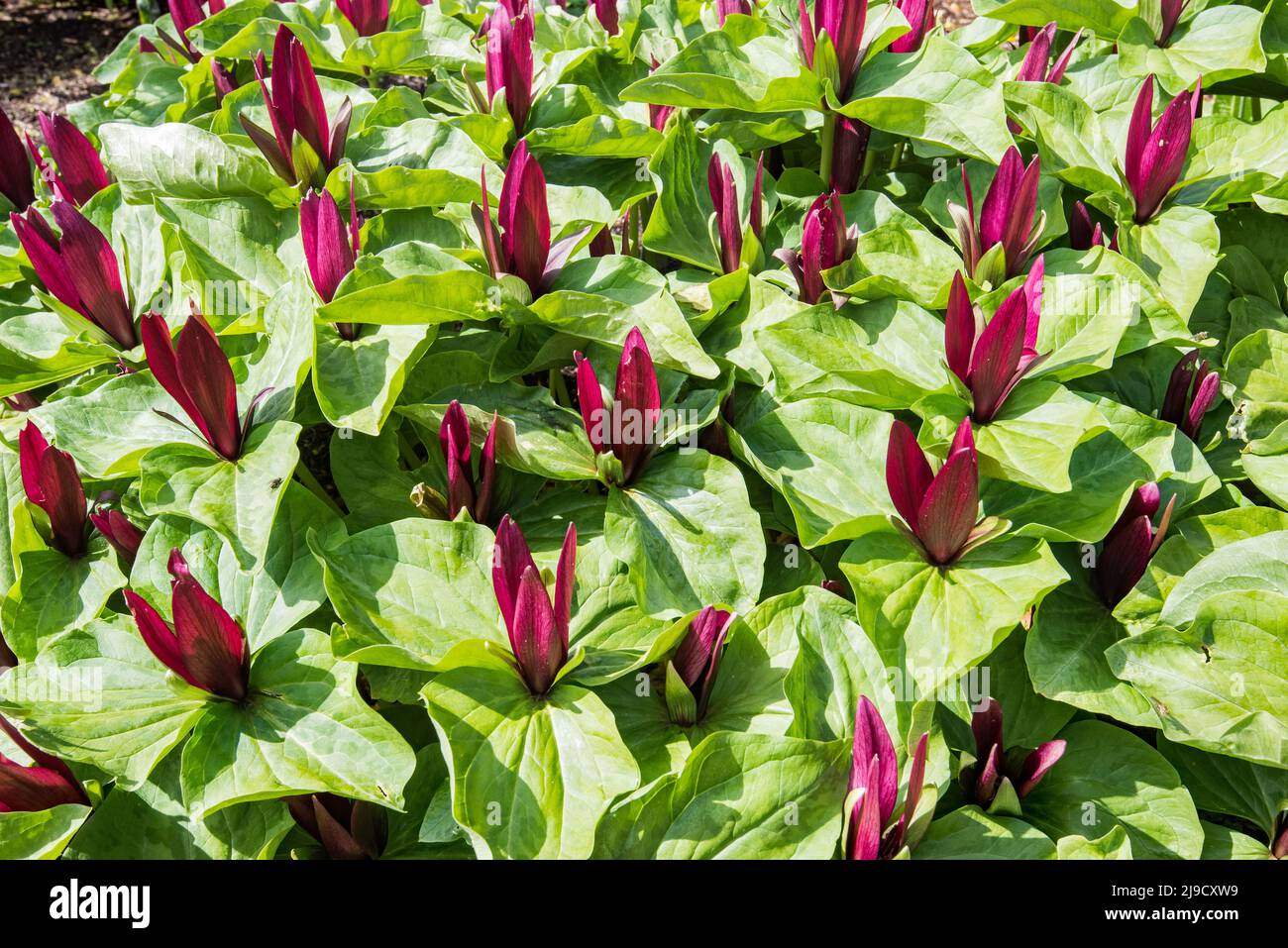 Trillium, (famille des Melanthiaceae), une fleur boisée à faible croissance qui pousse ici au jardin botanique de Logan Banque D'Images