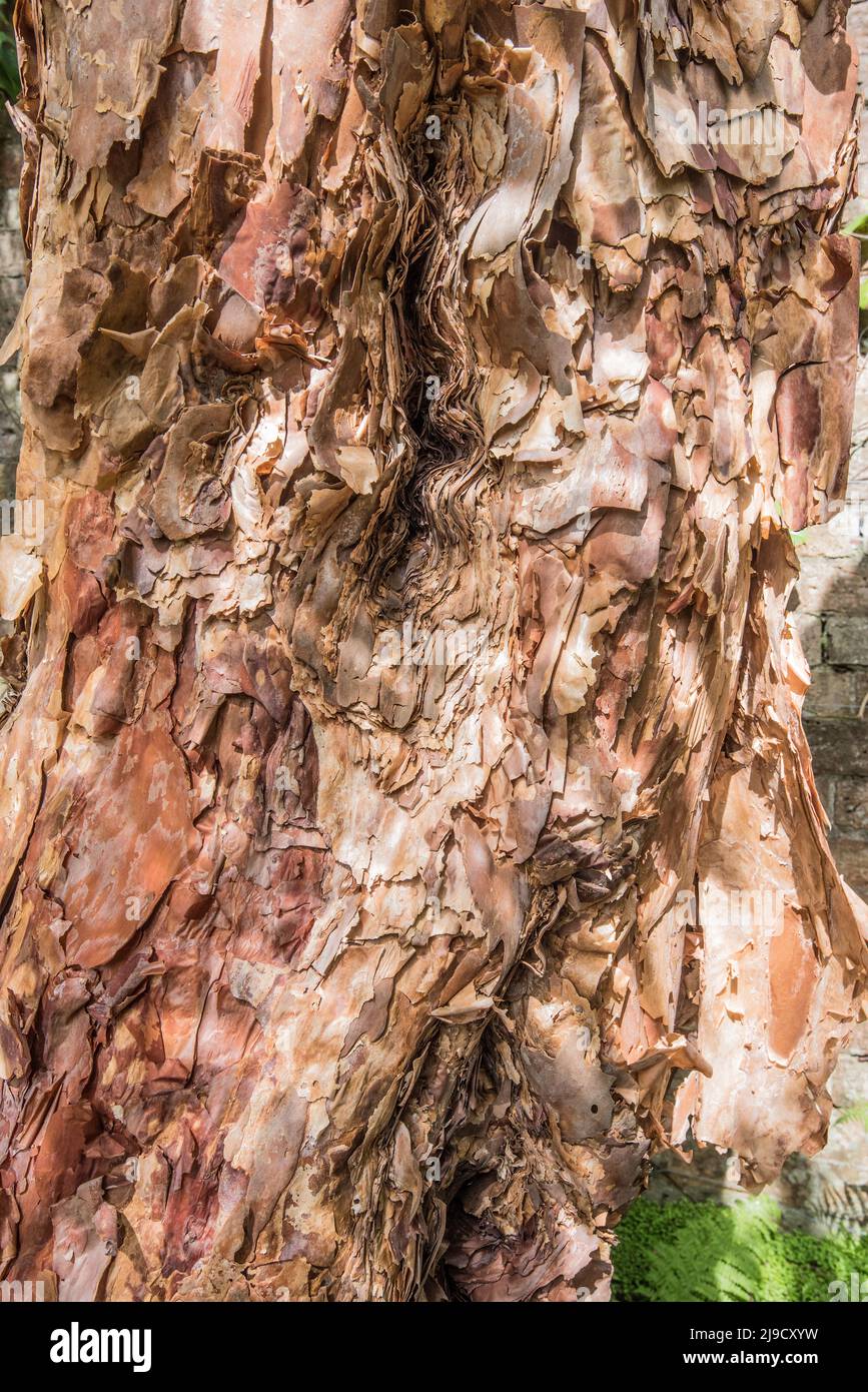 L'arbre de 'filo Pastry' du jardin botanique de Logan, appelé en raison de l'apparence de son écorce, est la plus grande espèce polylepis australis au Royaume-Uni. Banque D'Images