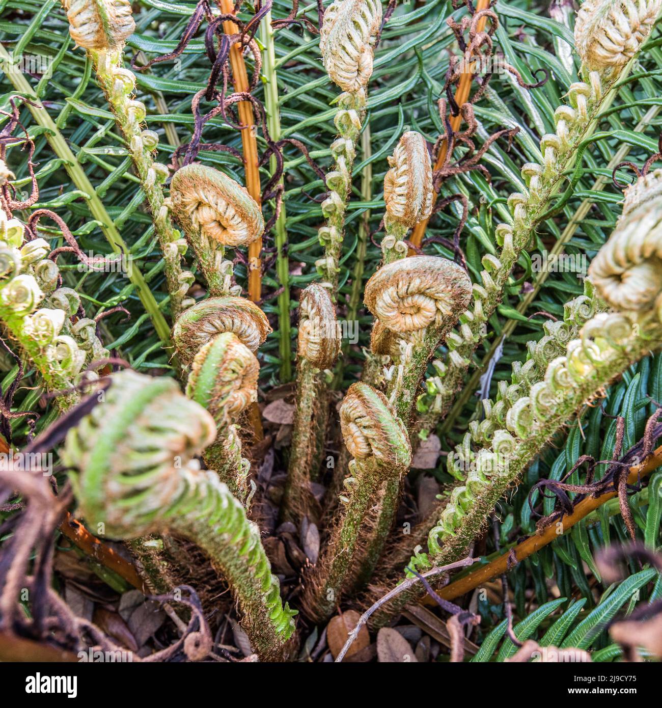 Les jardins botaniques de Logan, près de Port Logan, à Dumfries & Galloway, comptent des plantes de l'hémisphère Sud (Amérique, Afrique du Sud, Australasie). Banque D'Images