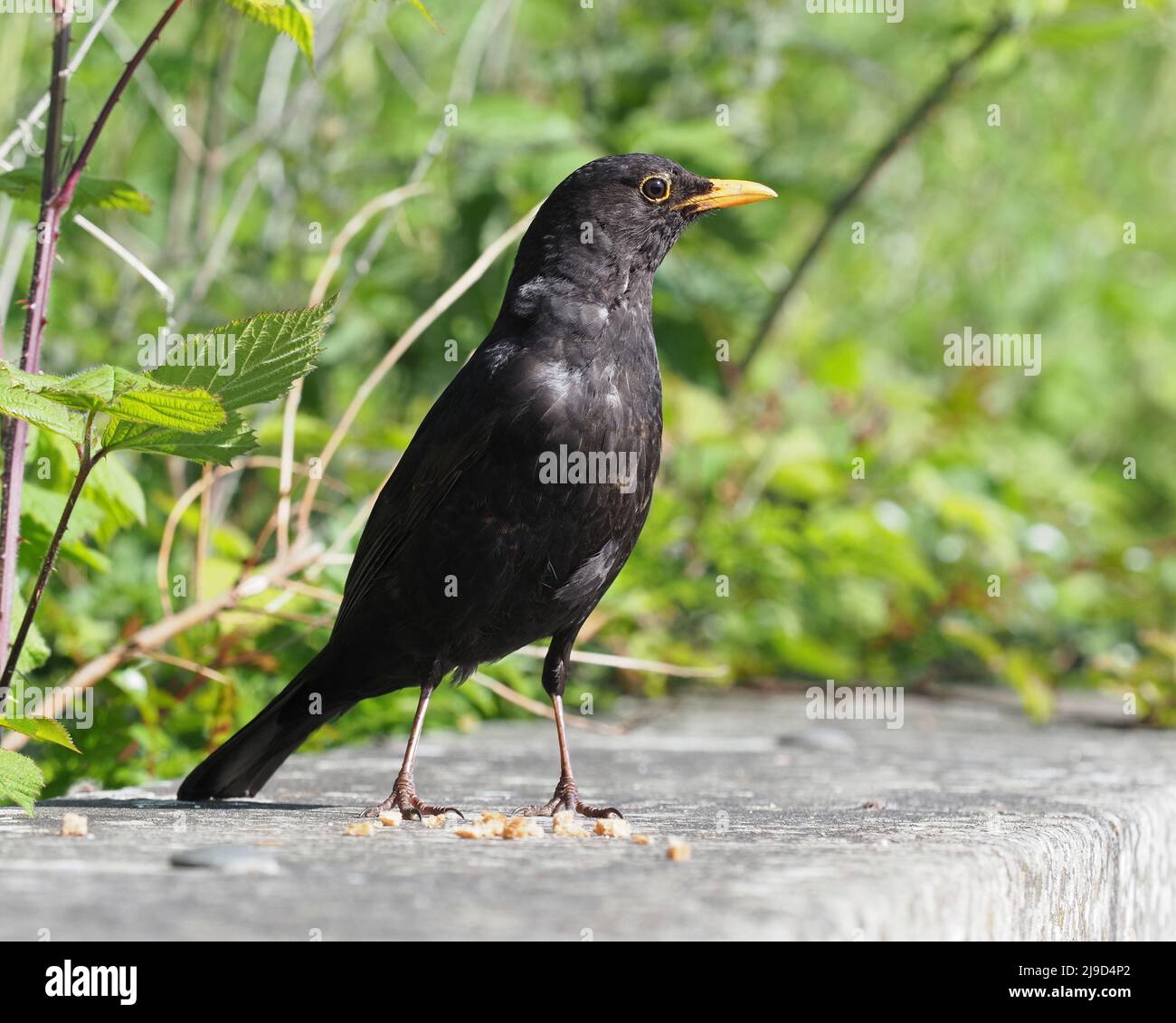 Gros plan d'un homme adulte Blackbird, Turdus merula, debout sur un mur à côté du feuillage vert, par une journée ensoleillée. Banque D'Images
