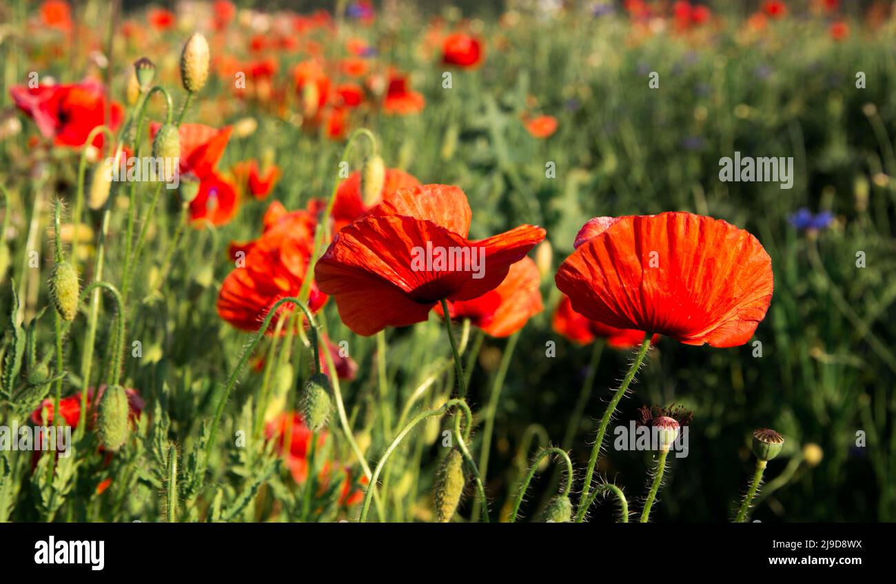 Champ de coquelicots rouges dans la campagne. Champ fleuri avec des coquelicots rouges. Banque D'Images