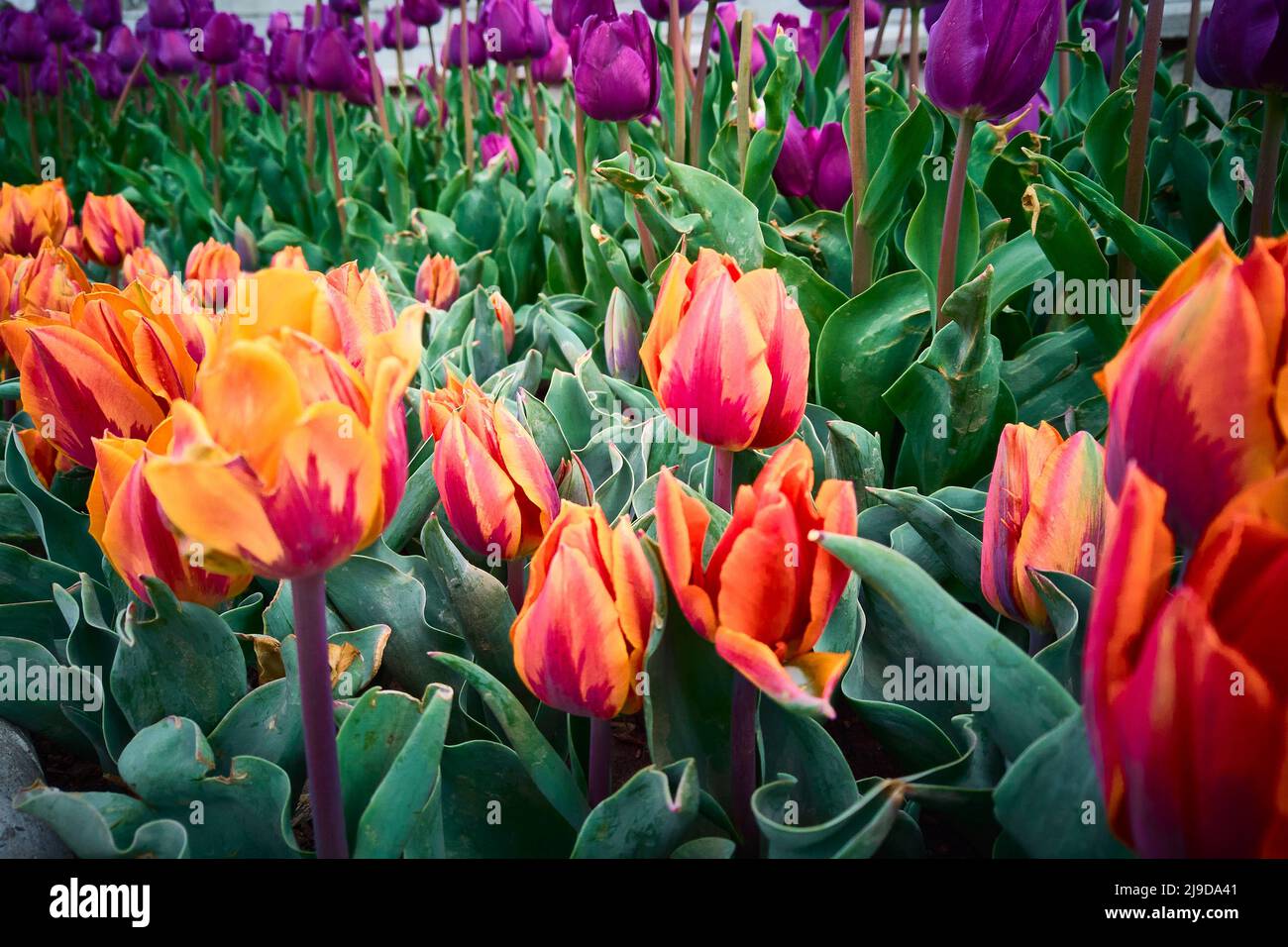 Tulipes colorées sur la parterre à fleurs Banque D'Images