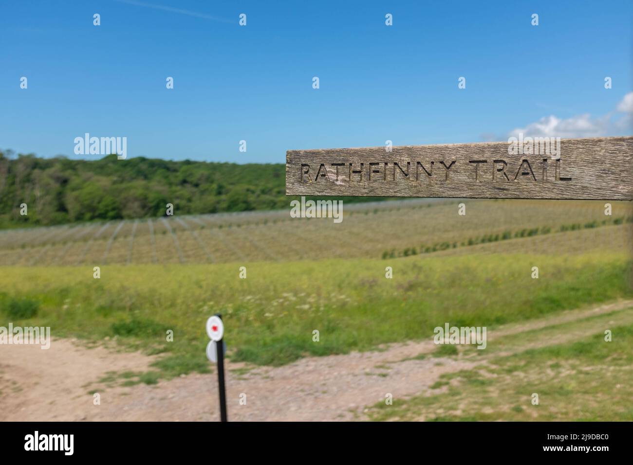 Rathfinny Wine Estate, East Sussex, Royaume-Uni Banque D'Images