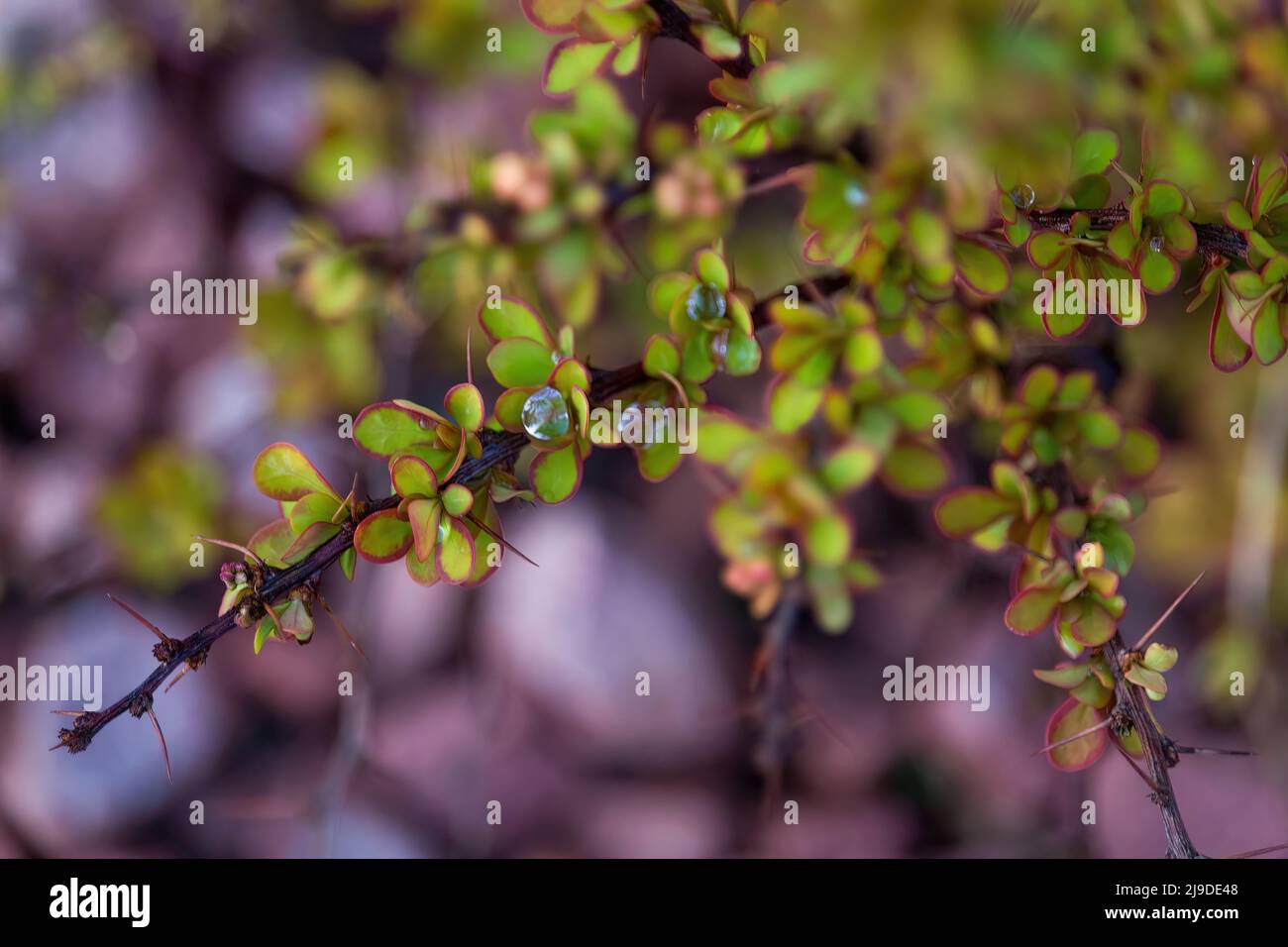 Buissons de barberry japonaise ou Berberis thunbergii de différentes variétés dans l'aménagement paysager.Variété Maria avec des feuilles jaunes d'or et variété Helmond Banque D'Images