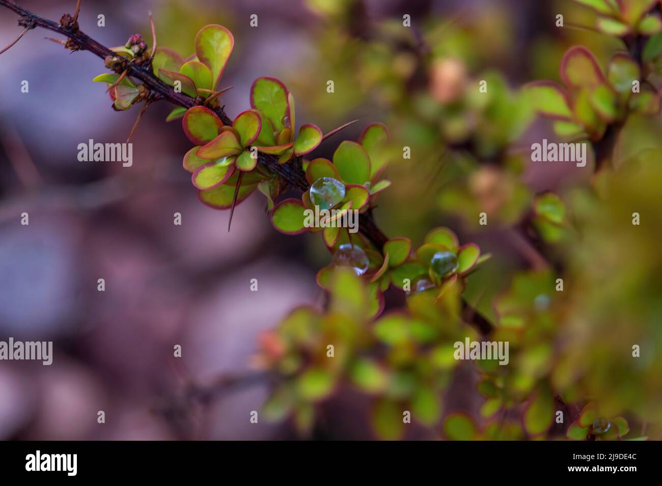 Buissons de barberry japonaise ou Berberis thunbergii de différentes variétés dans l'aménagement paysager.Variété Maria avec des feuilles jaunes d'or et variété Helmond Banque D'Images