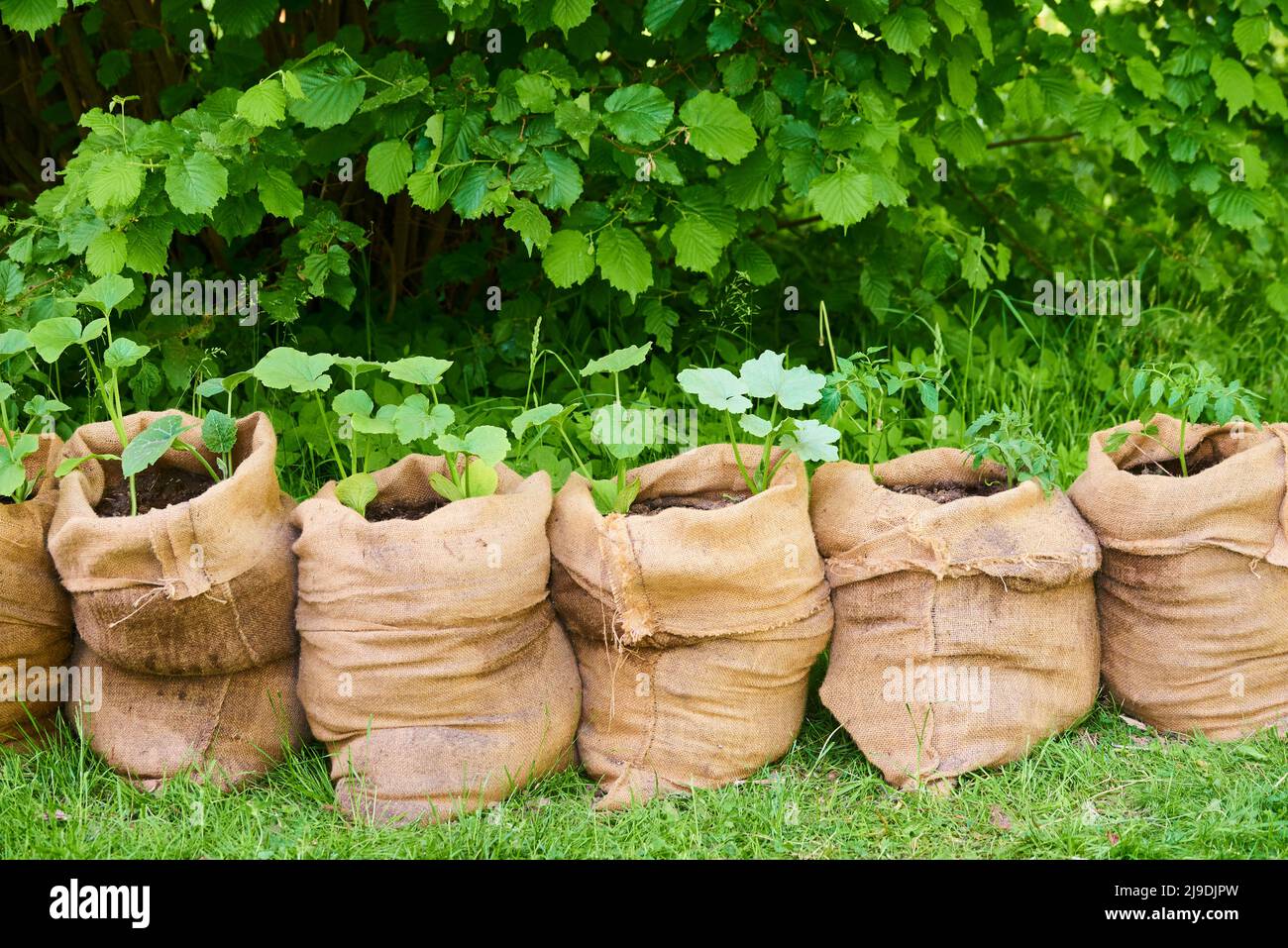 La culture de plantules de citrouille et de tomate dans des sacs de jute remplis de terre compostée dans le jardin. Banque D'Images