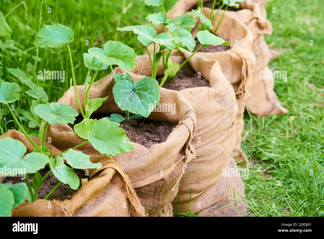 La culture de plantules de citrouille et de tomate dans des sacs de jute remplis de terre compostée dans le jardin. Banque D'Images