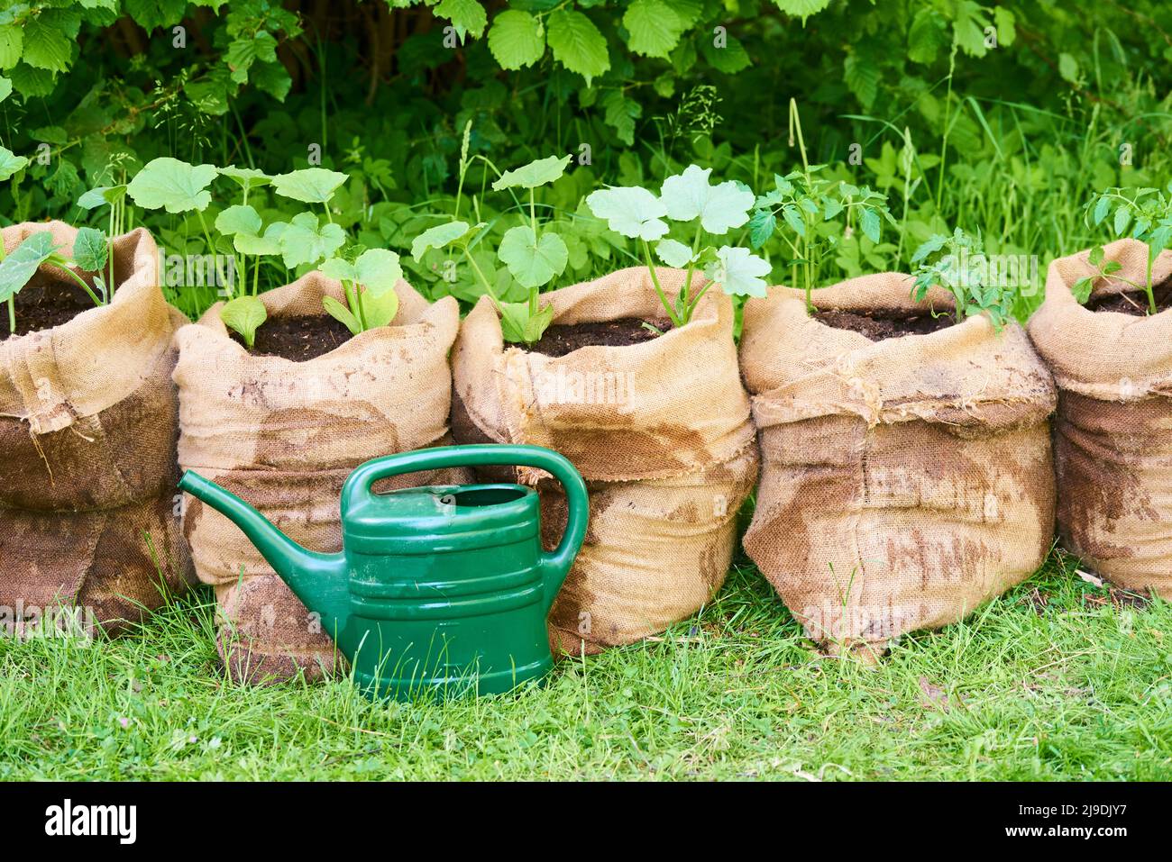 La culture de plantules de citrouille et de tomate dans des sacs de jute remplis de terre compostée dans le jardin. Banque D'Images