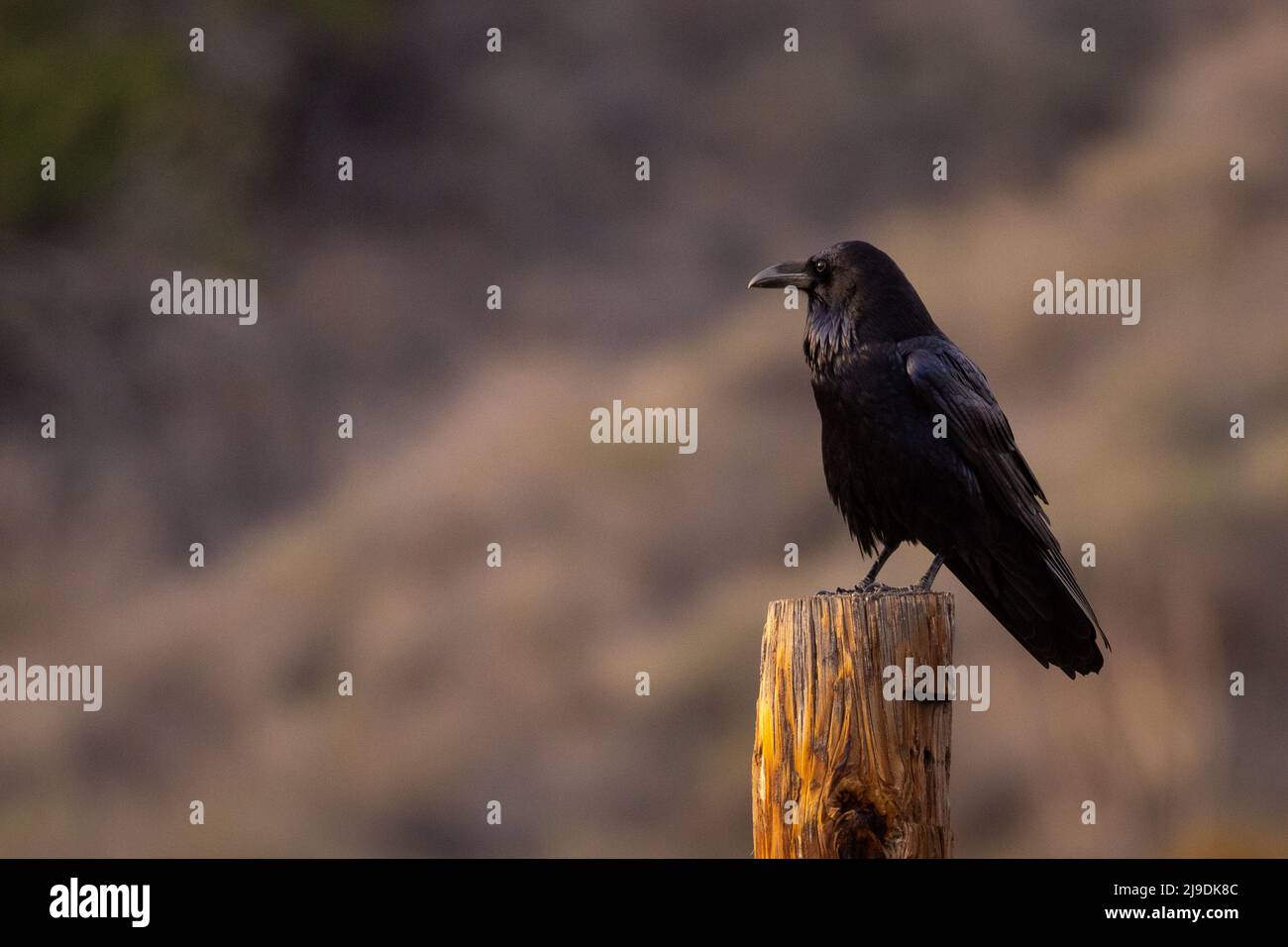 Corbeau mâle sur la perche du téléphone Banque D'Images