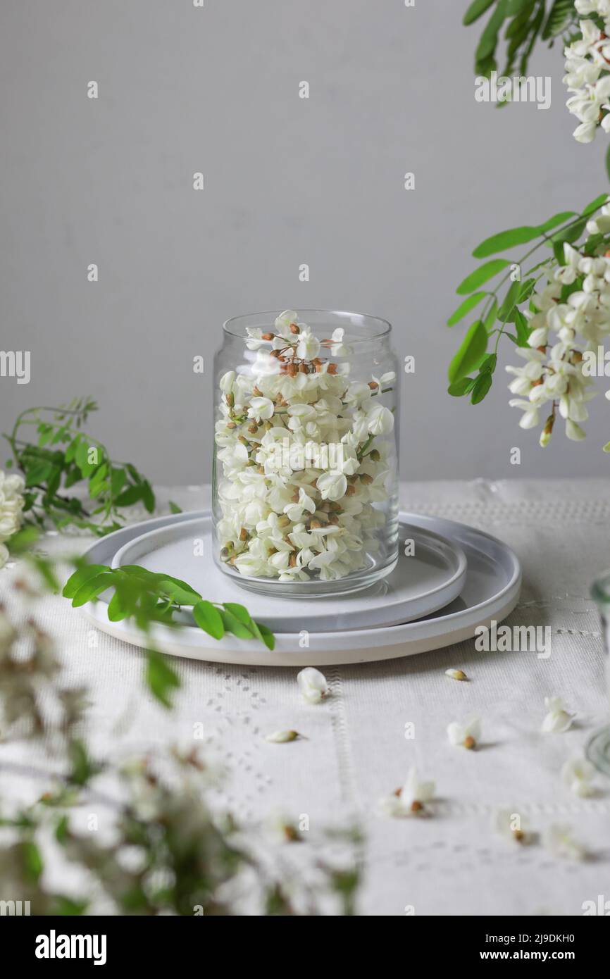 Fleurs d'acacia dans un pot sur fond gris. Banque D'Images