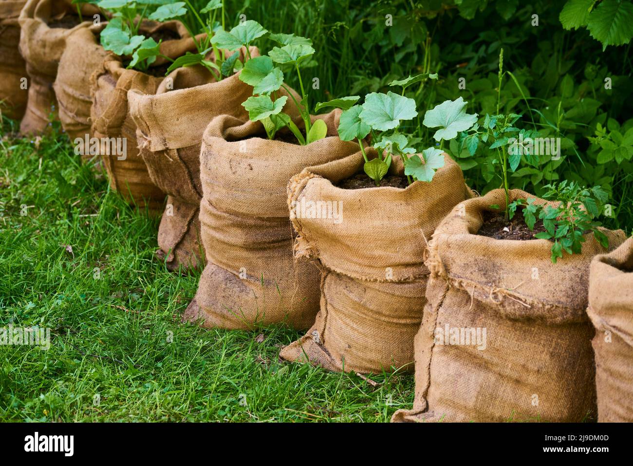 La culture de plantules de citrouille et de tomate dans des sacs de jute remplis de terre compostée dans le jardin. Banque D'Images