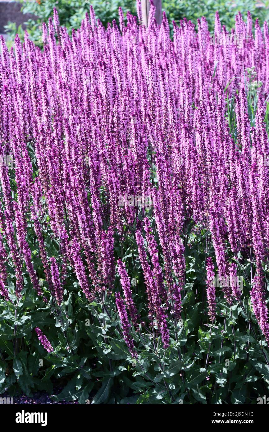 Hain-Salbei oder Steppen-Salbei (Salvia nemorosa), Nordrhein-Westfalen, Allemagne, Weilerswist Banque D'Images